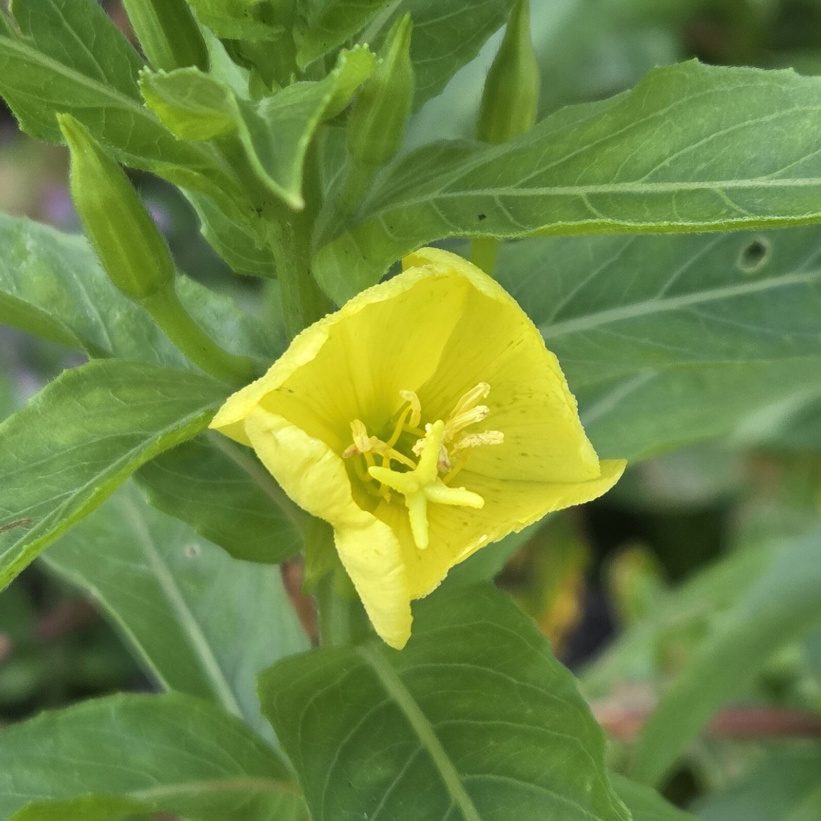 Evening Primrose