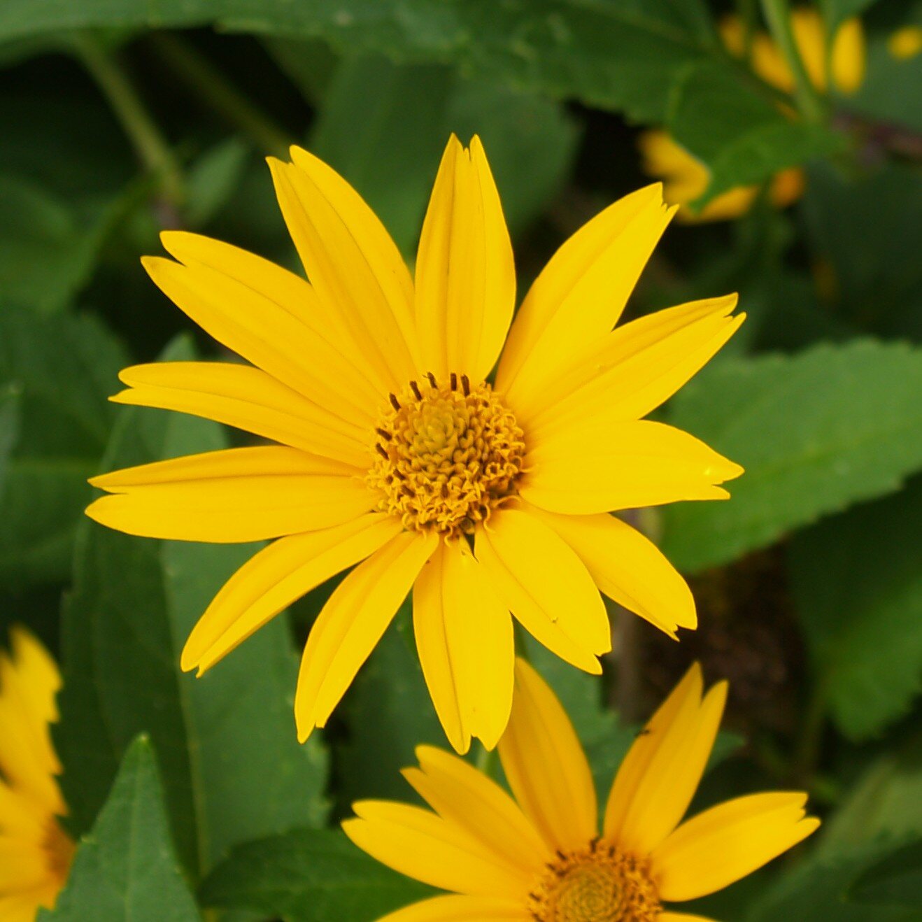 False Sunflower
