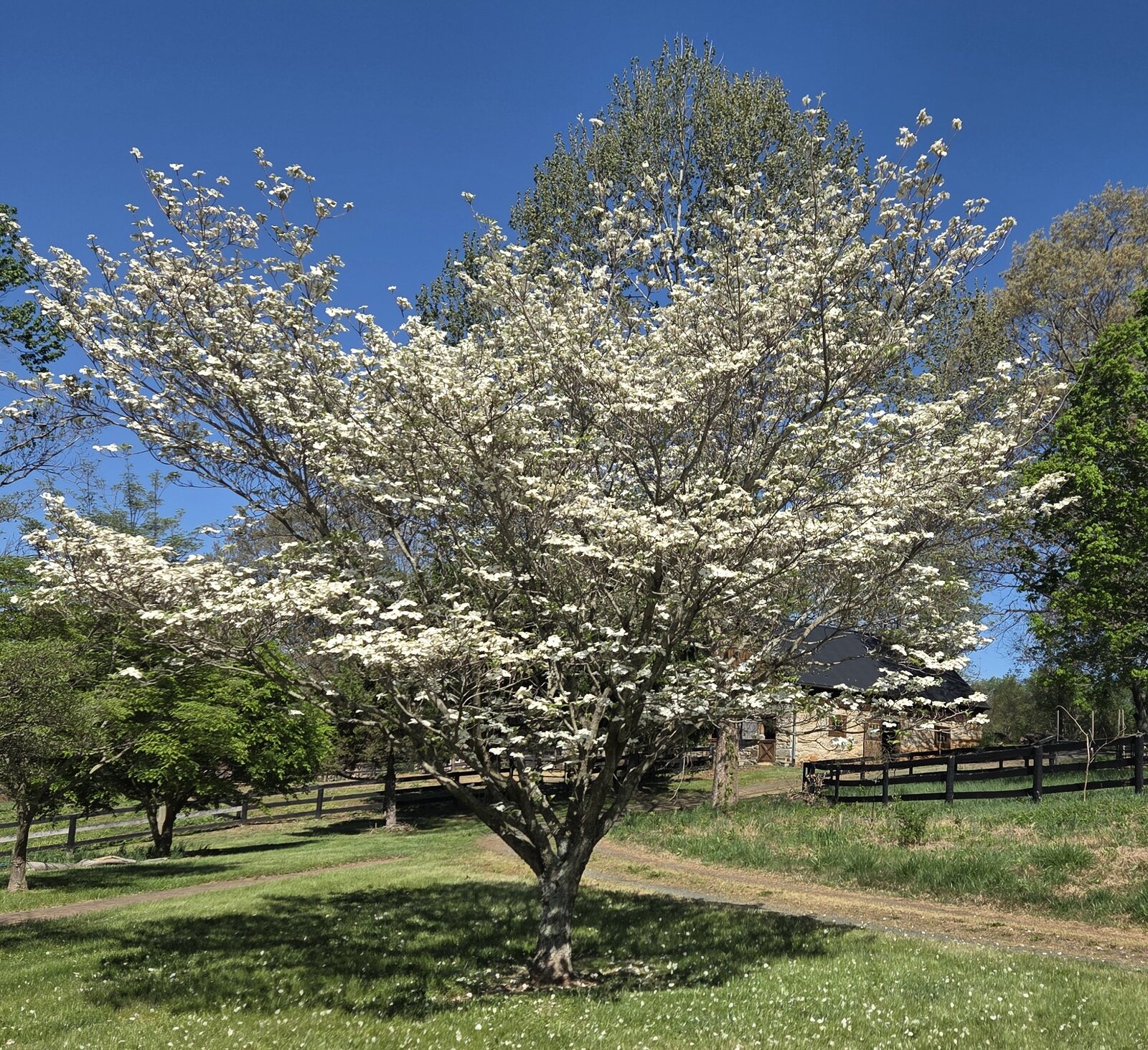 Flowering Dogwood