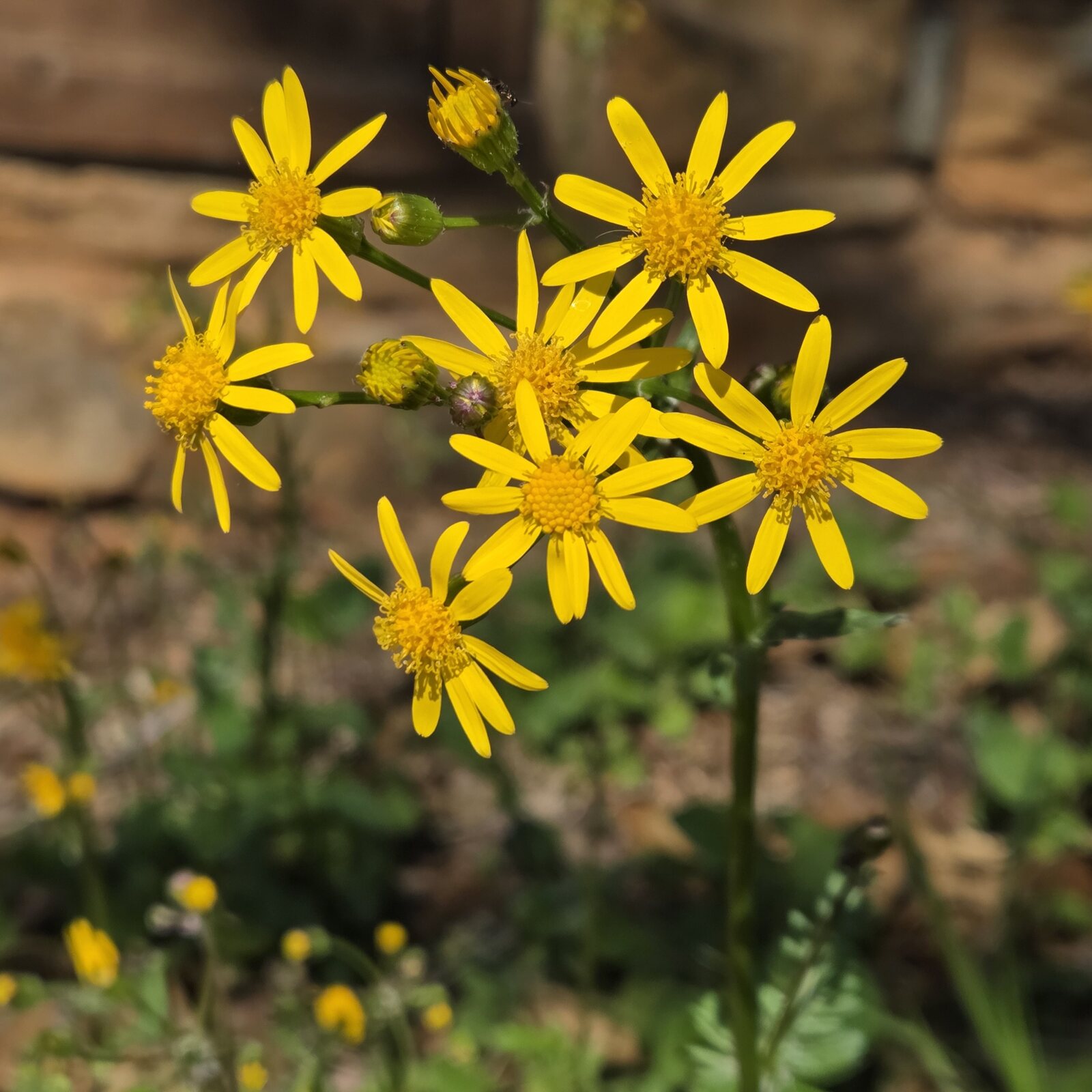 Golden Ragwort