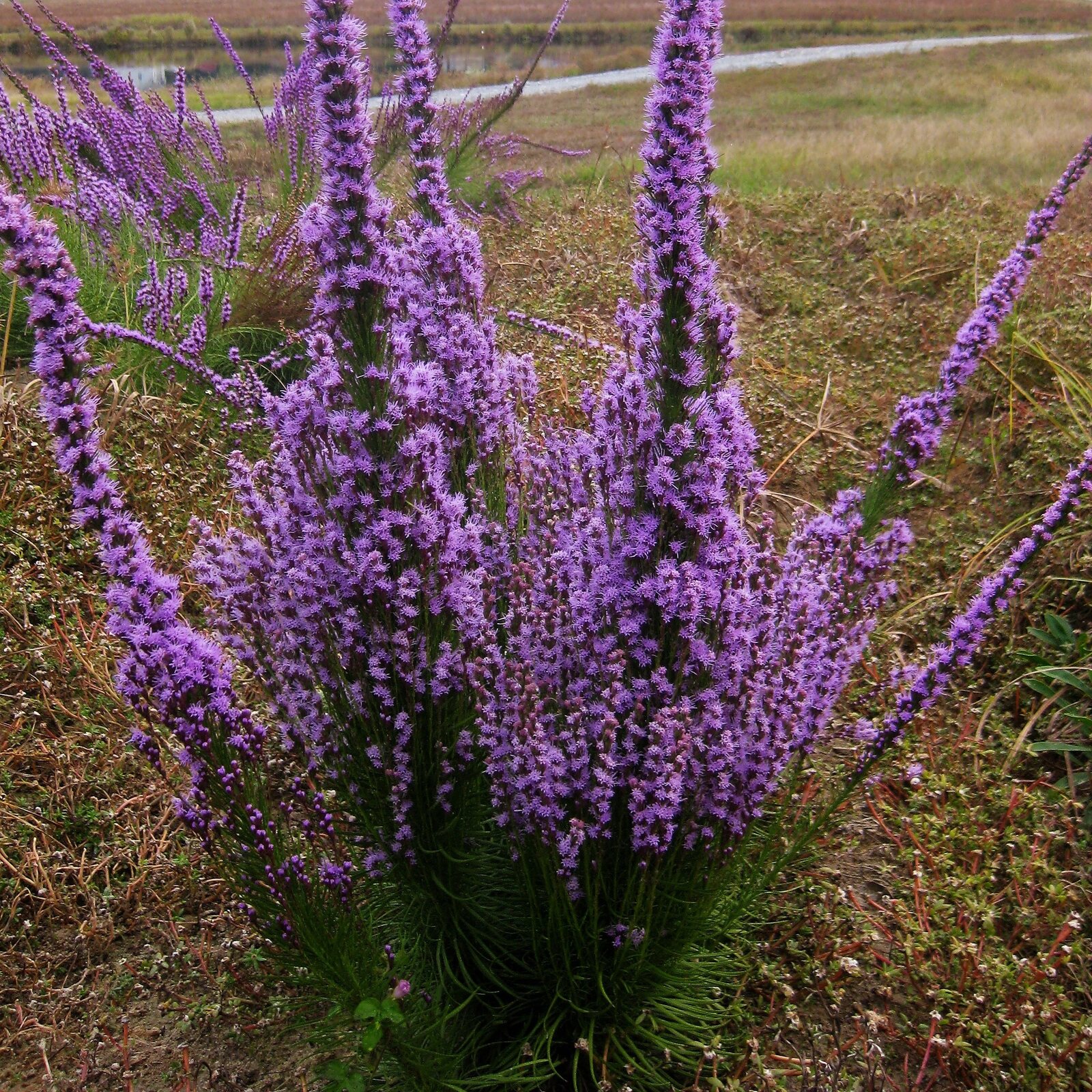 Grass-leaf Blazing Star