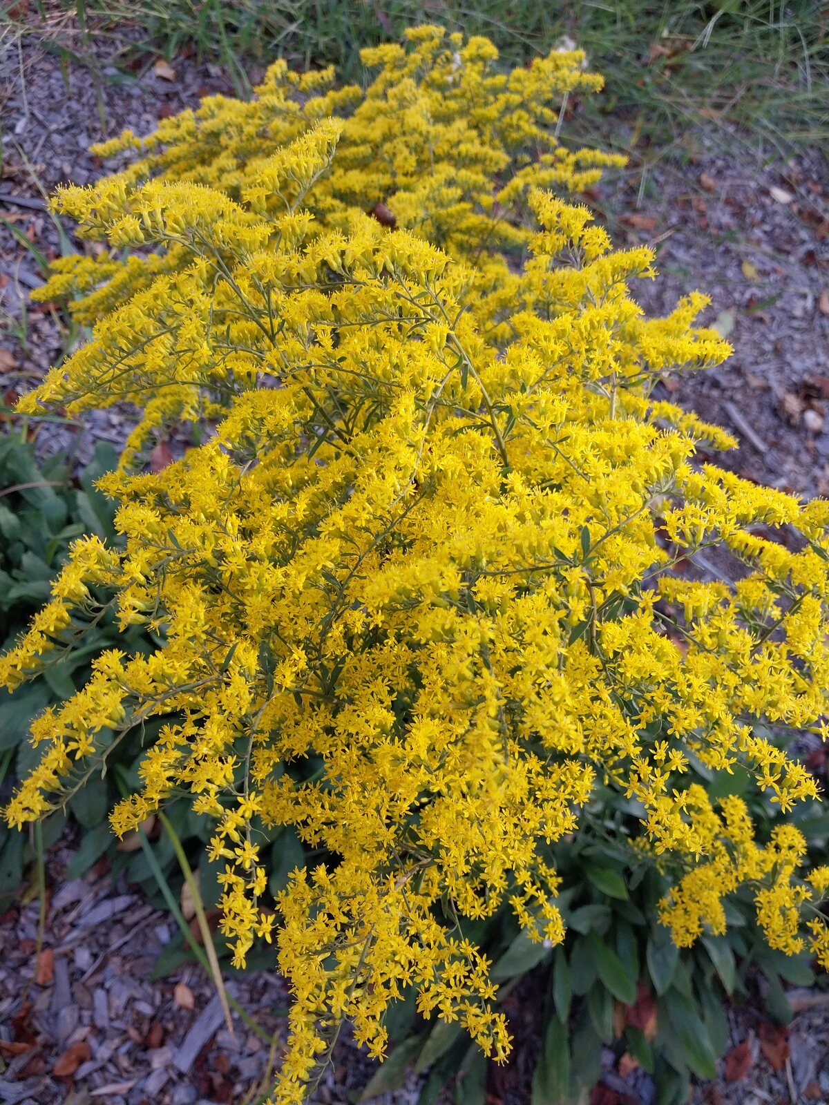 Gray Goldenrod