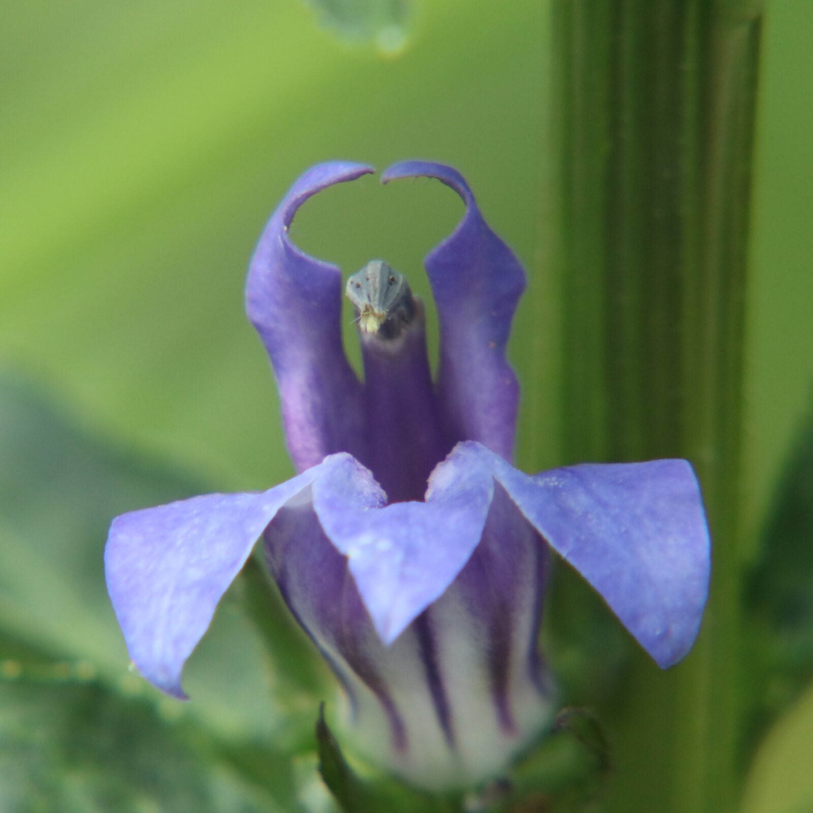 Great Blue Lobelia