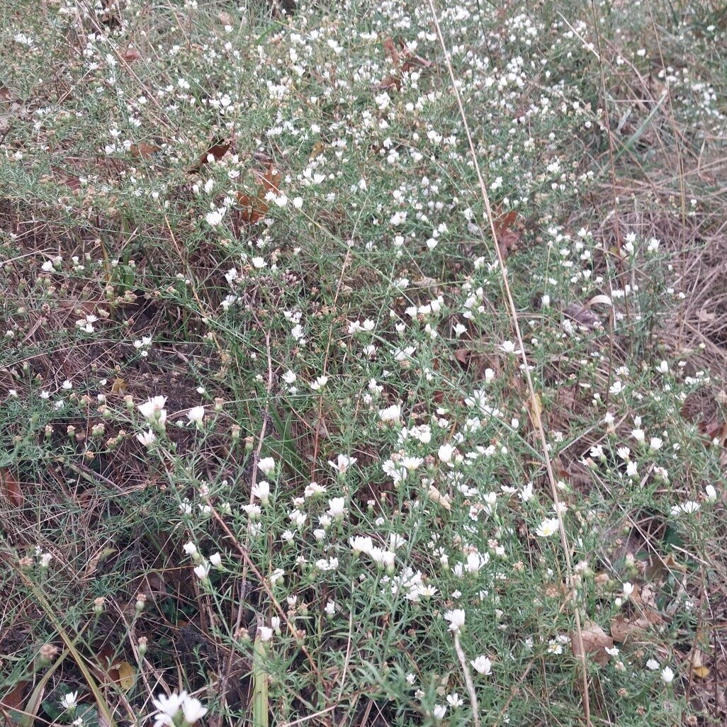 Heath Aster