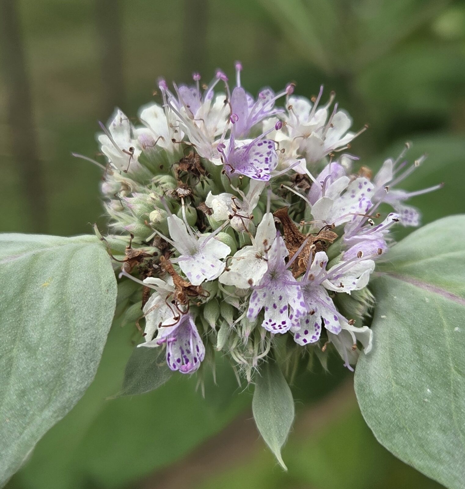 Hoary Mountain Mint