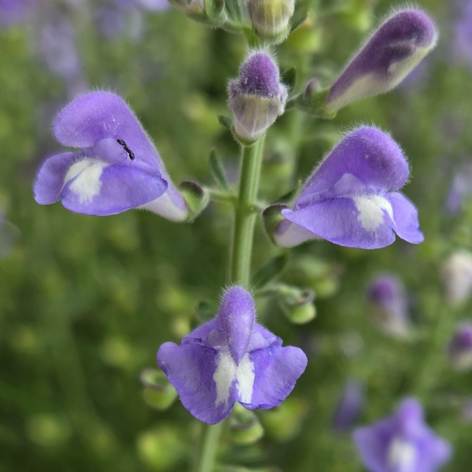 Hyssop Skullcap