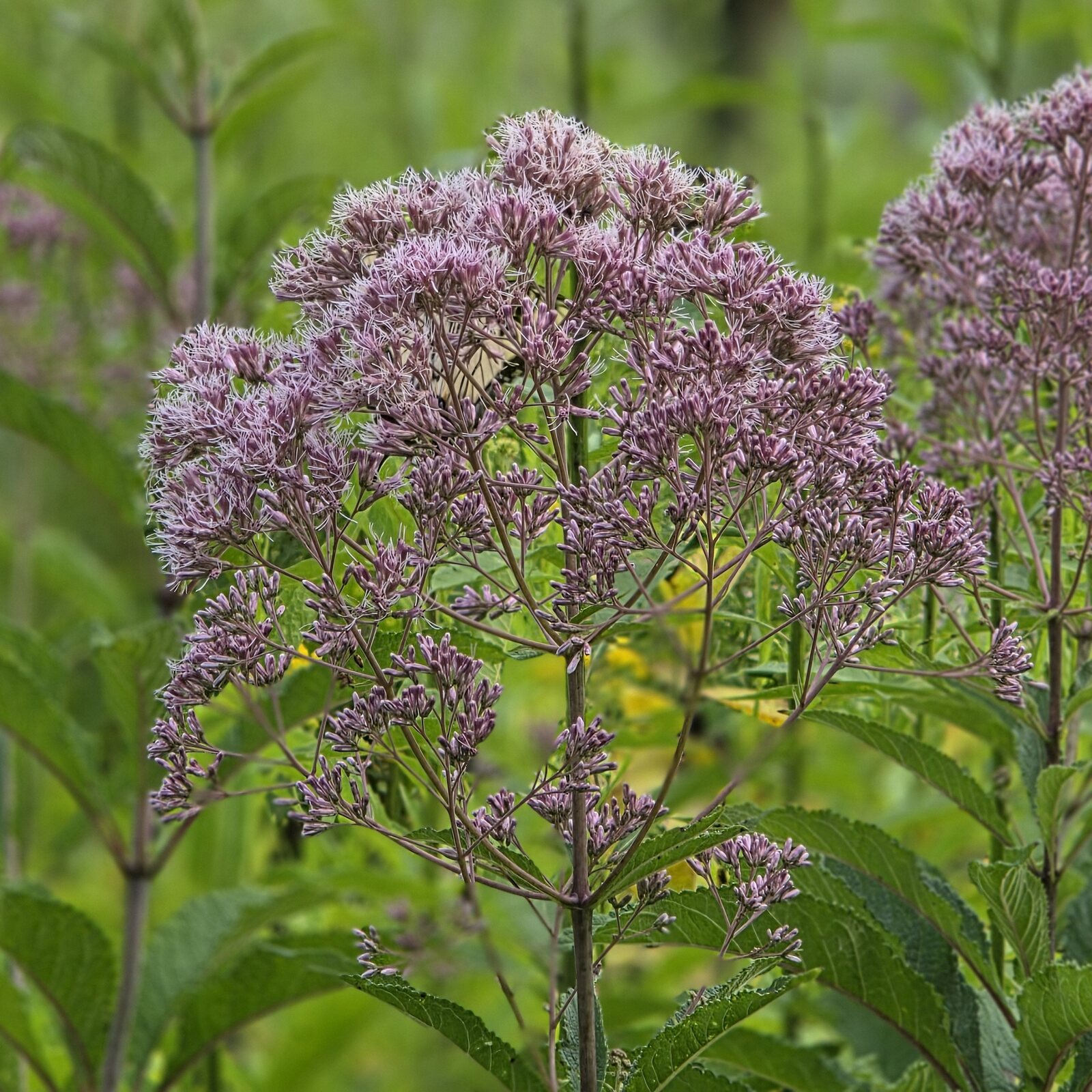 Spotted Joe-Pye Weed
