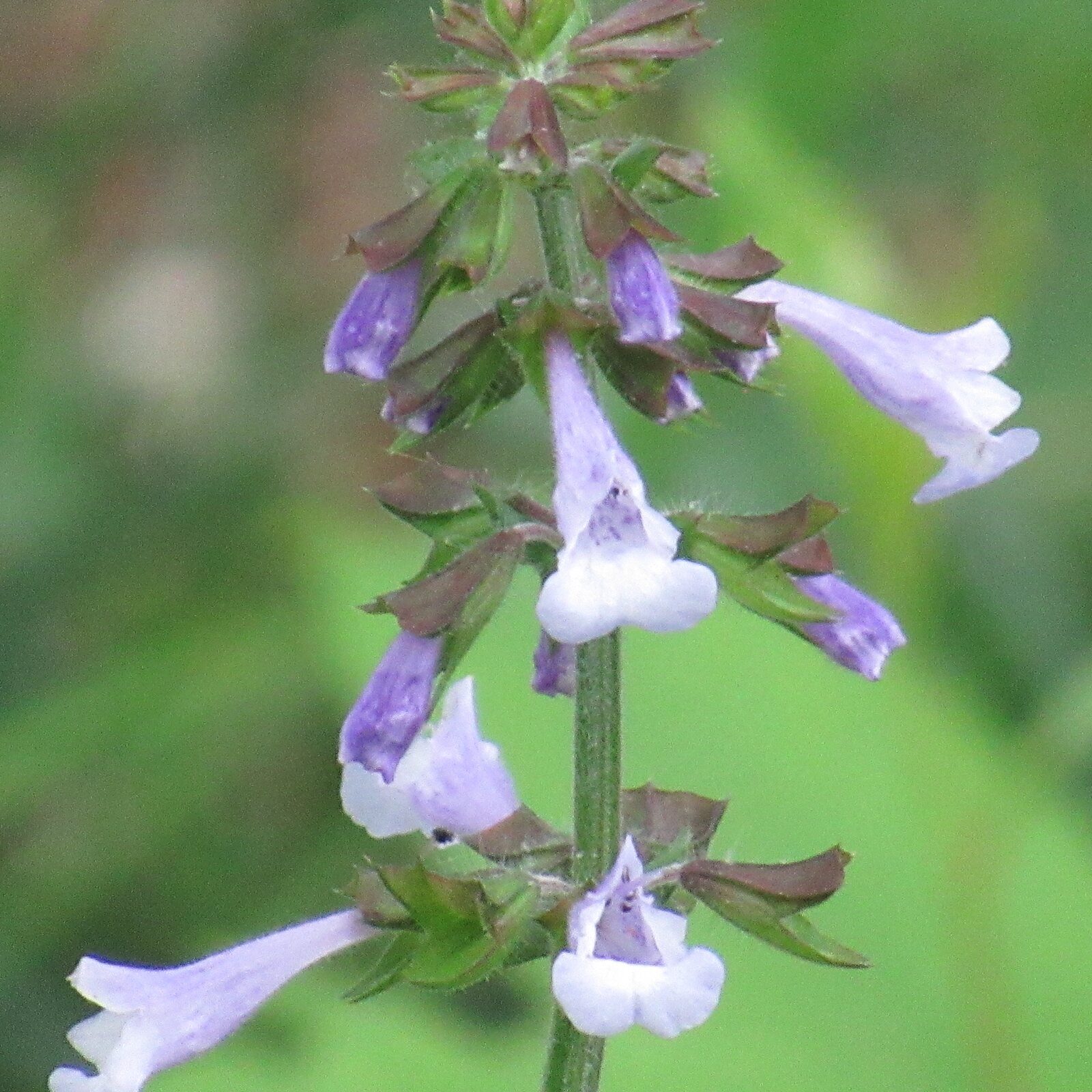 Lyre-leaved Sage