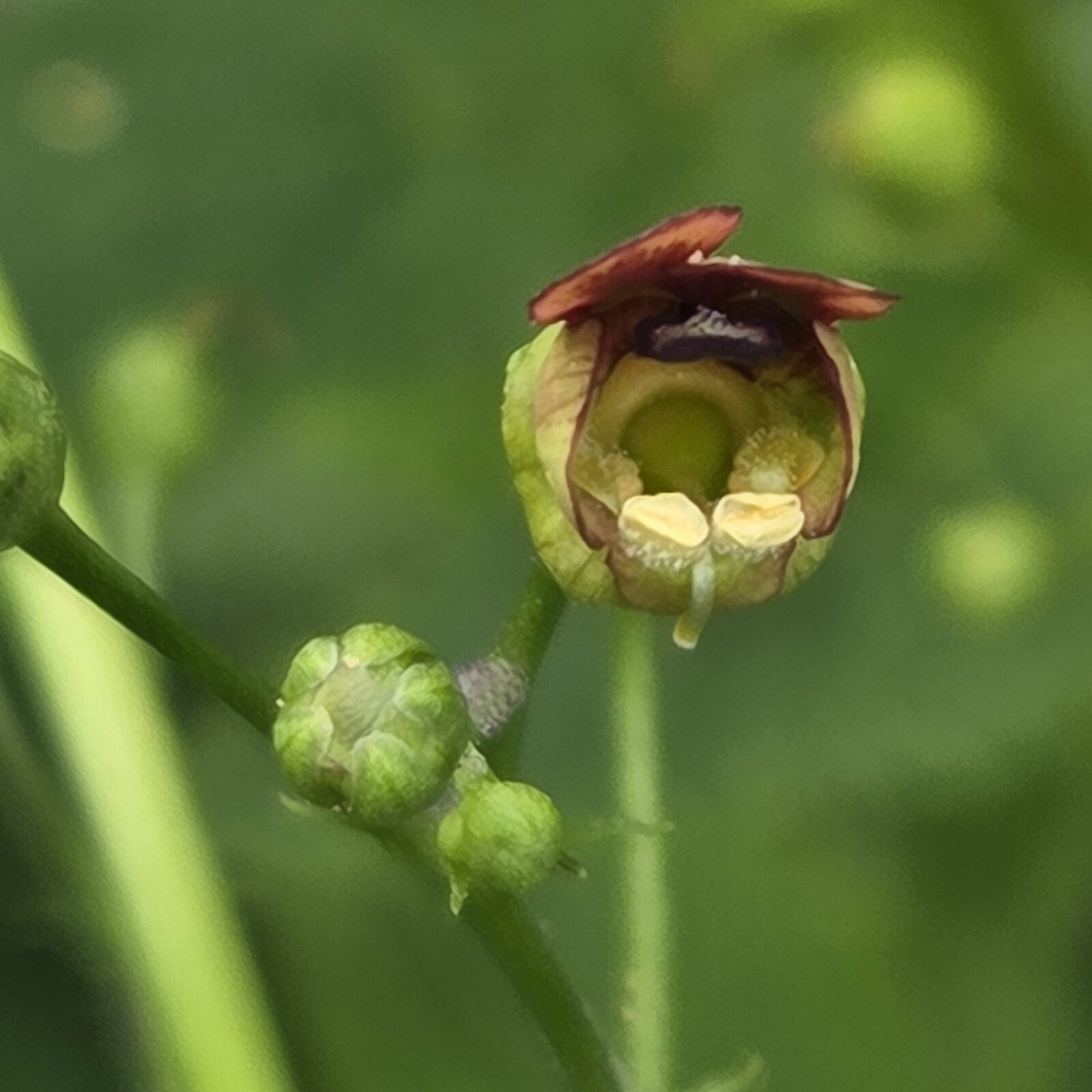 Maryland Figwort