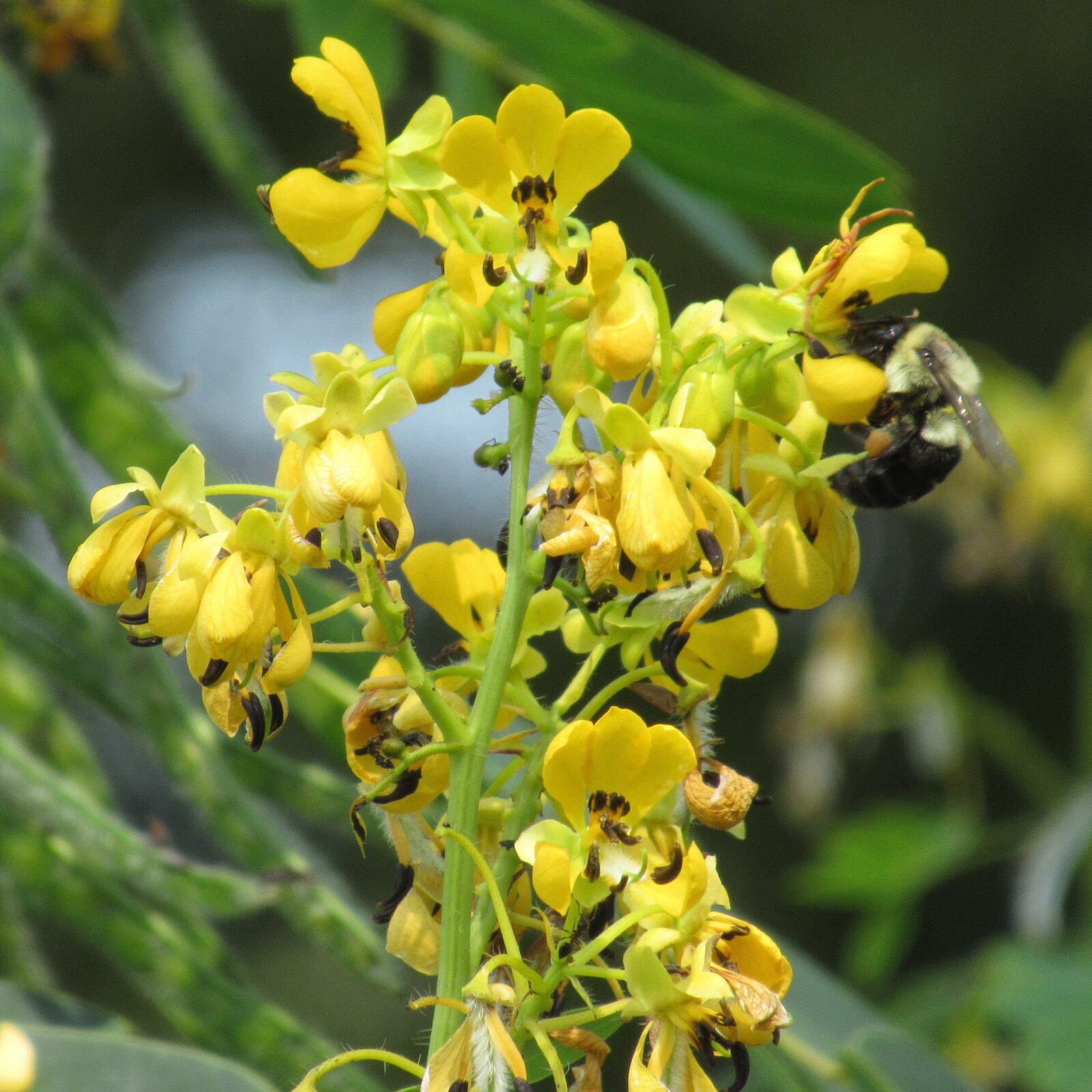 Maryland Senna