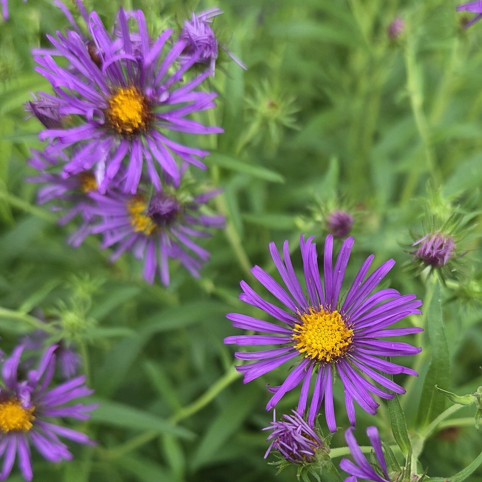 New England Aster