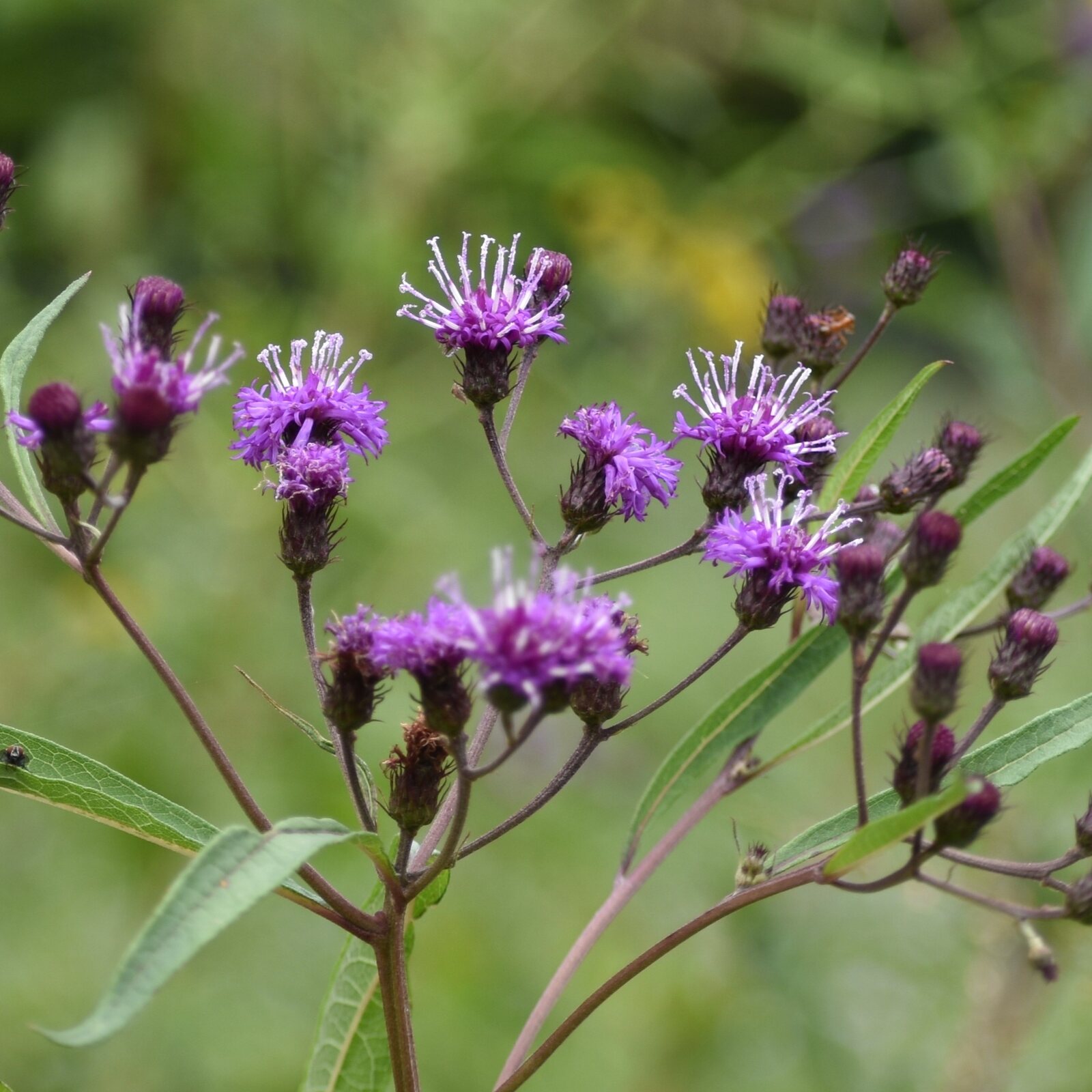 New York Ironweed