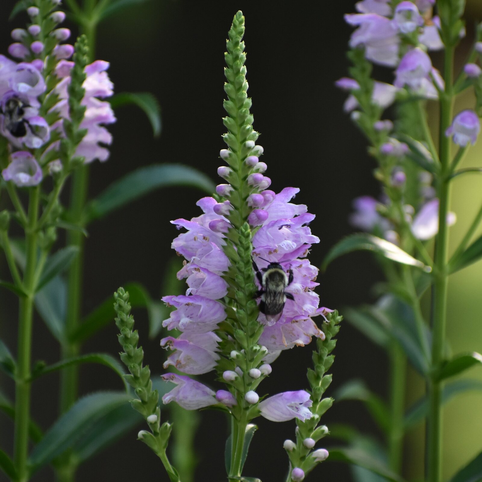Obedient Plant