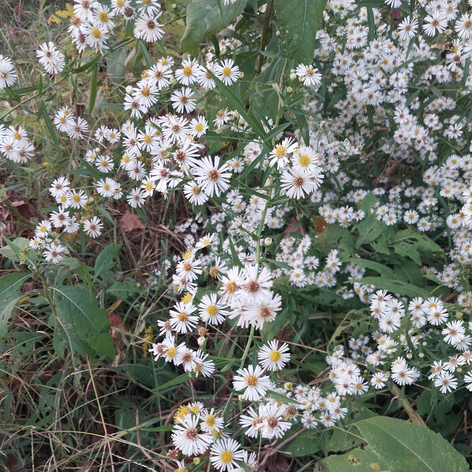 Panicled Aster