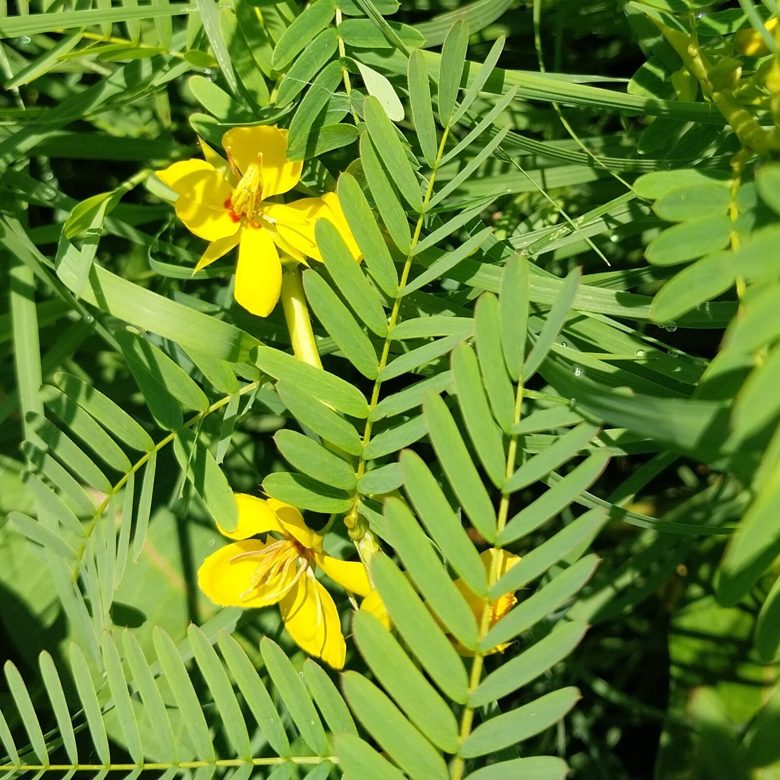 Partridge Pea