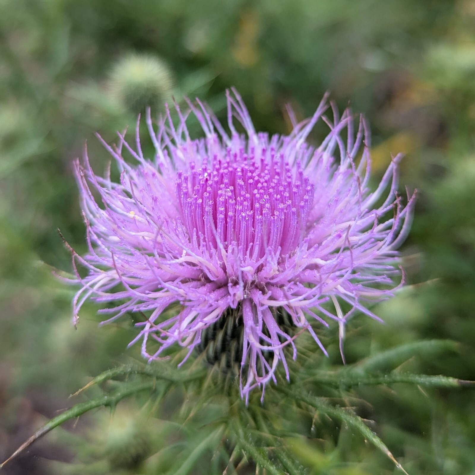 Field Thistle