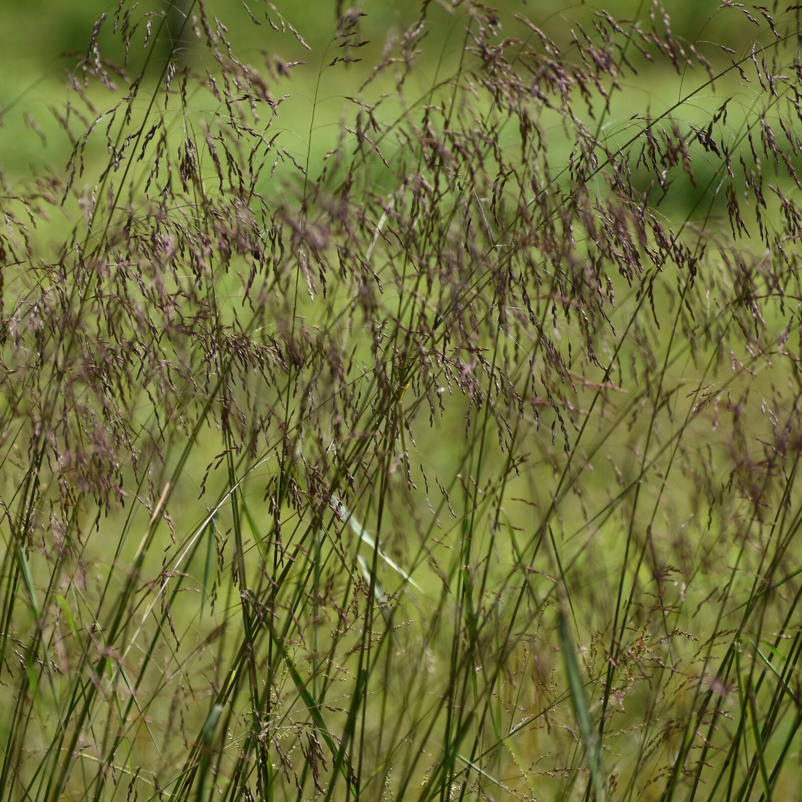 Purpletop Grass