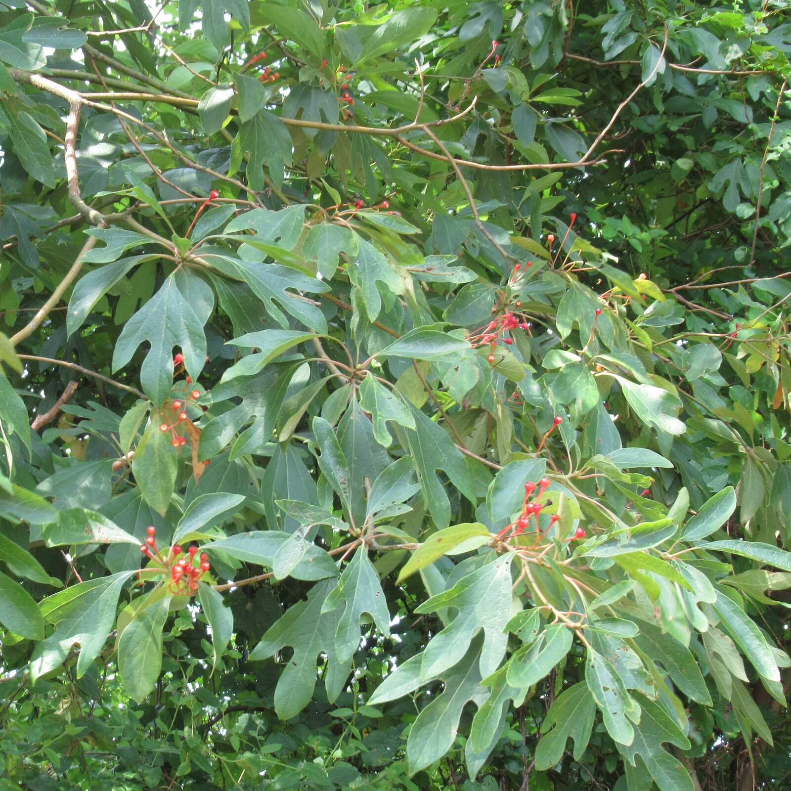 Sassafras