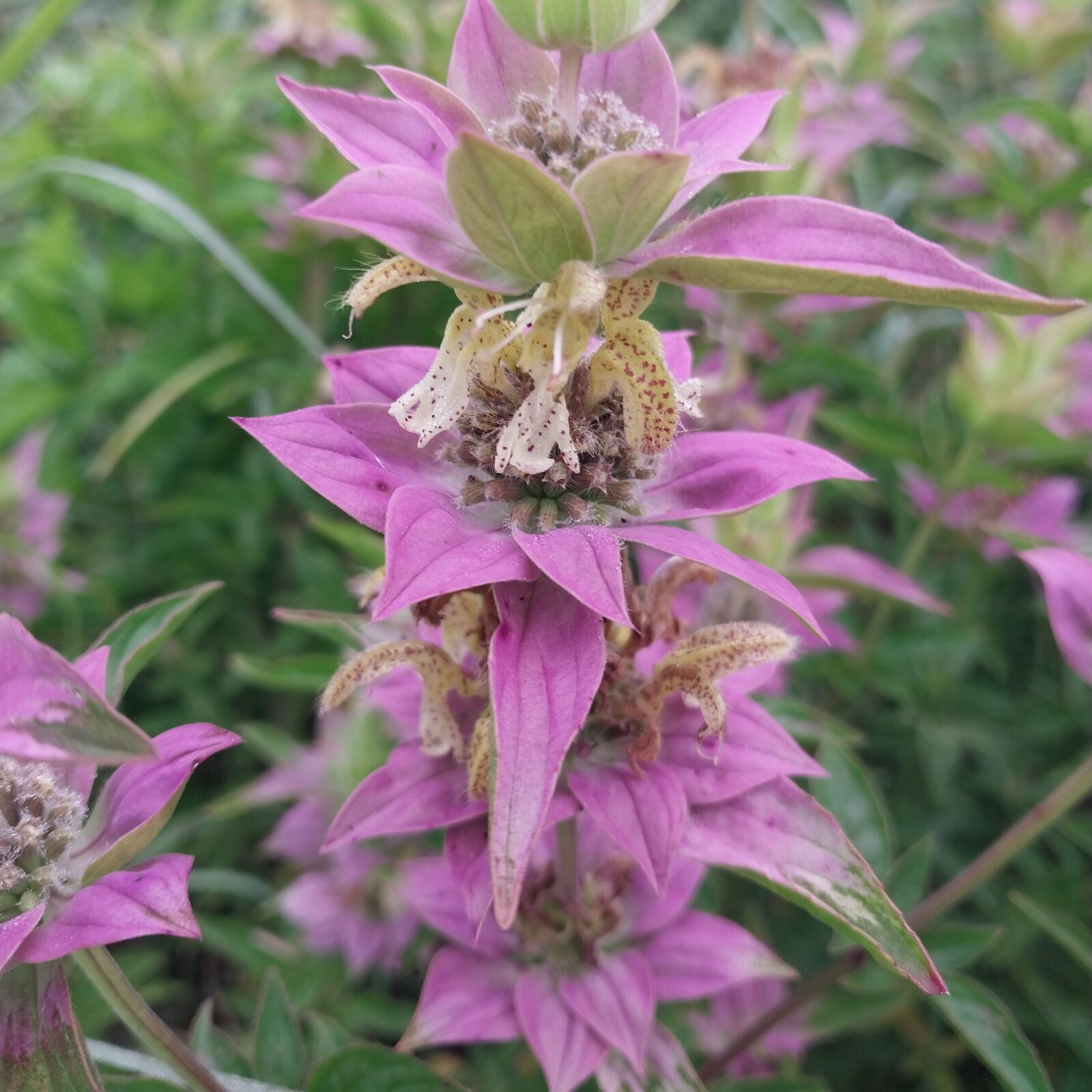 Spotted Beebalm
