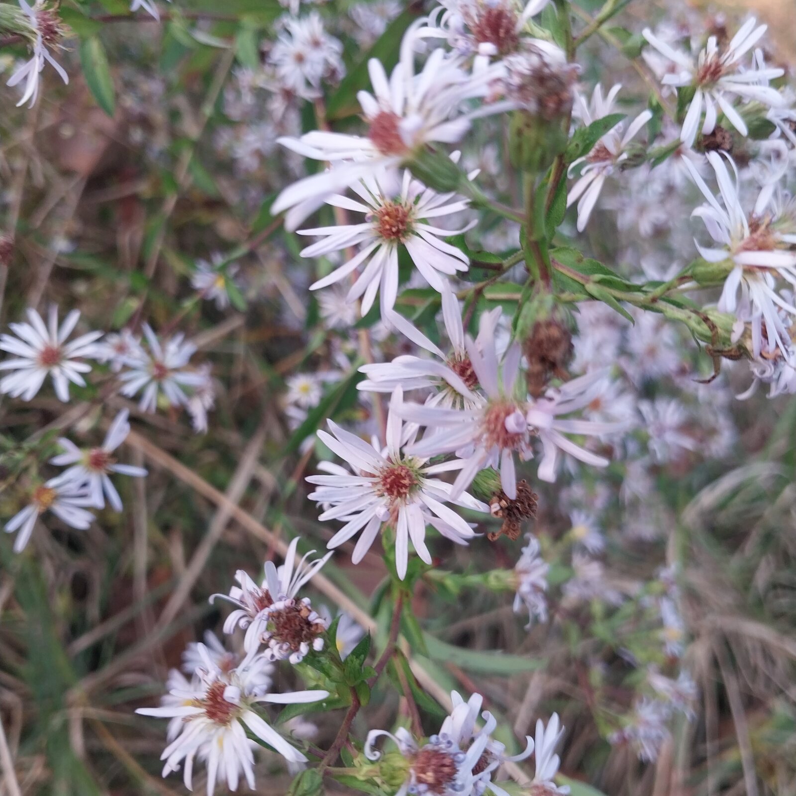 Swamp Aster