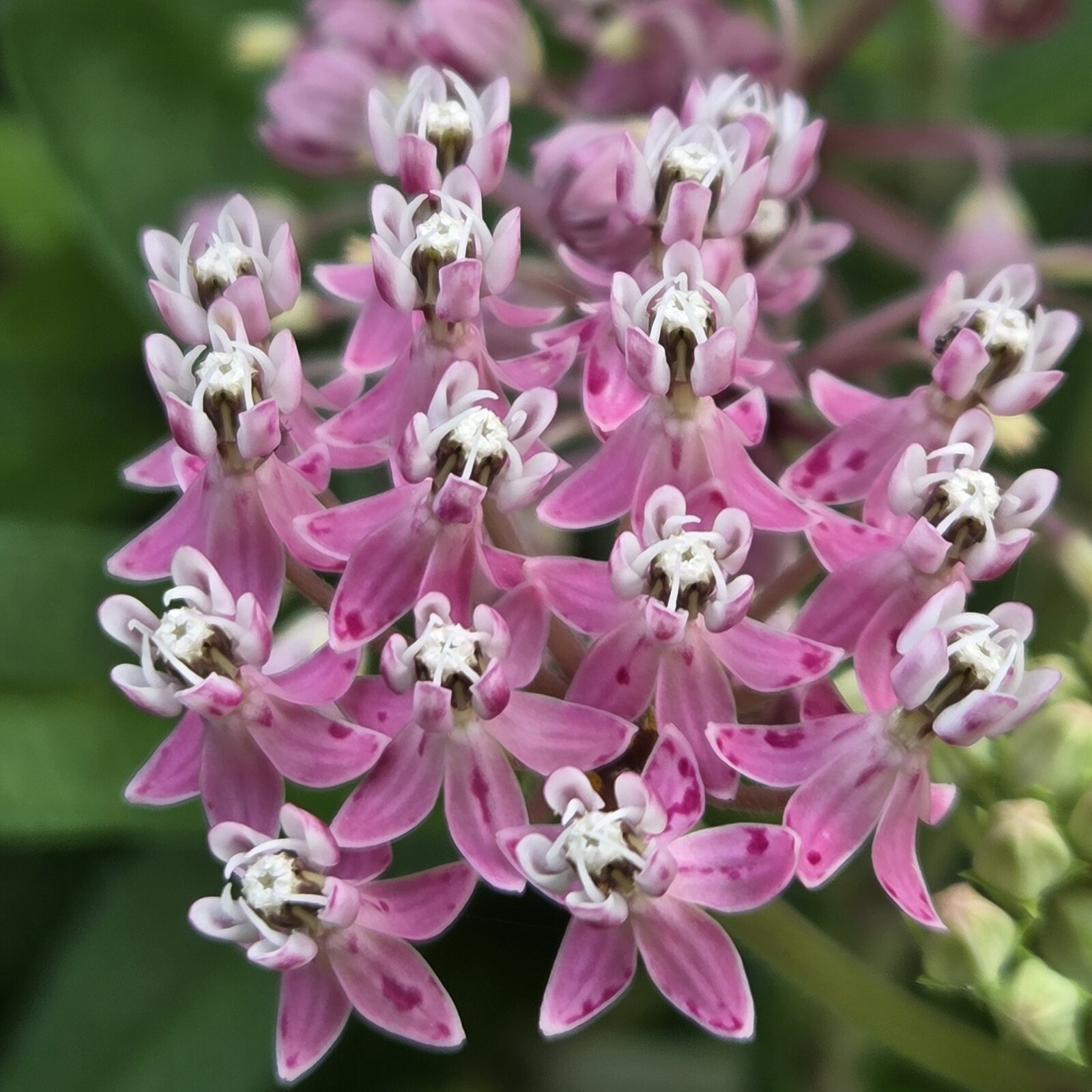 Swamp Milkweed