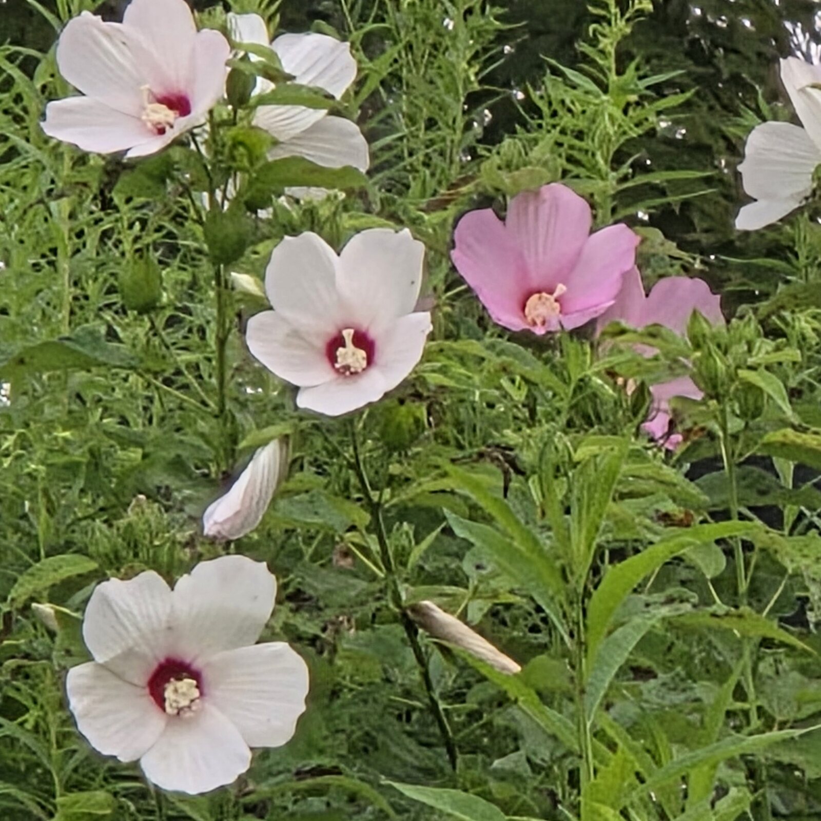 Swamp Rose Mallow
