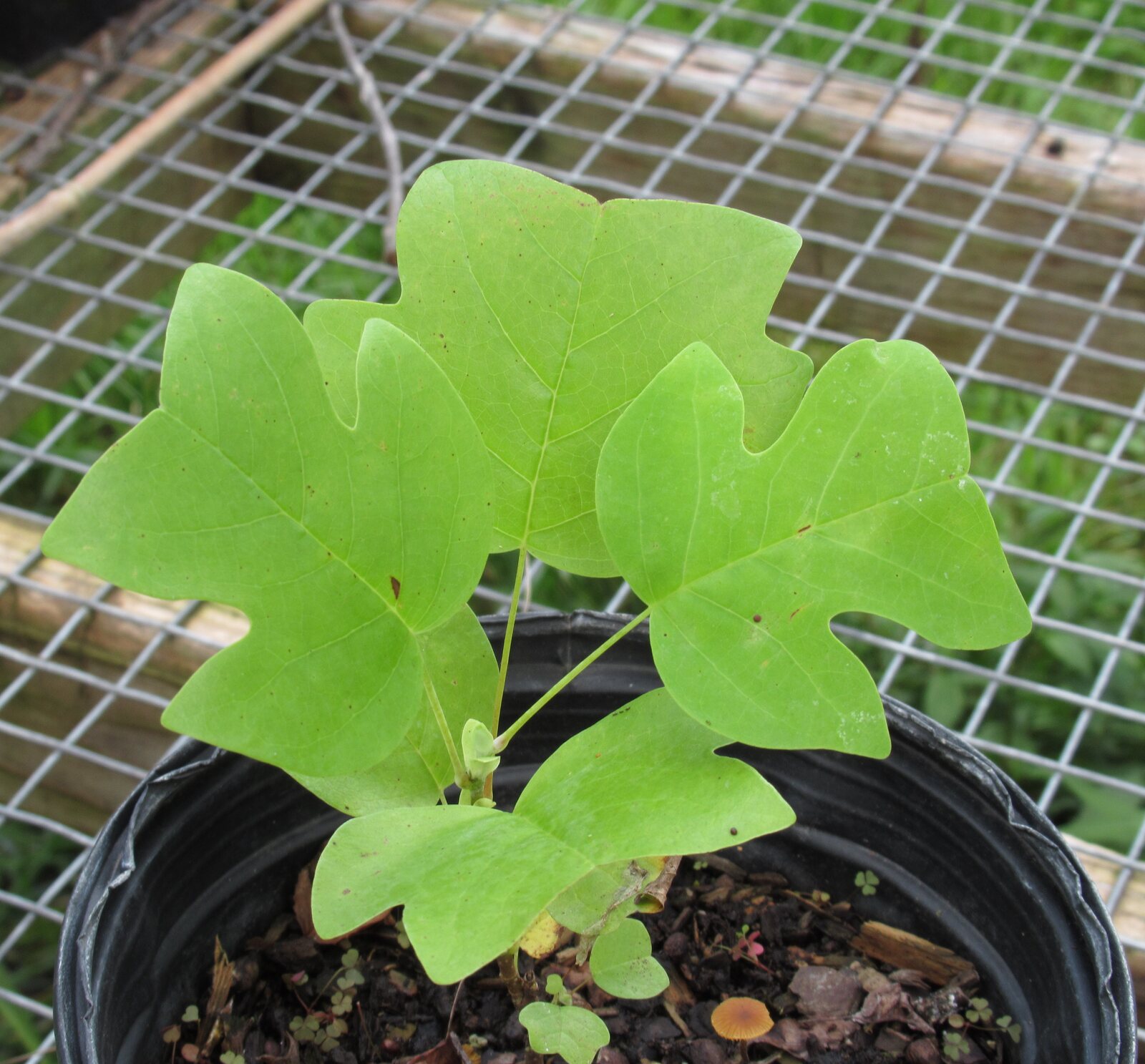 Tulip Poplar