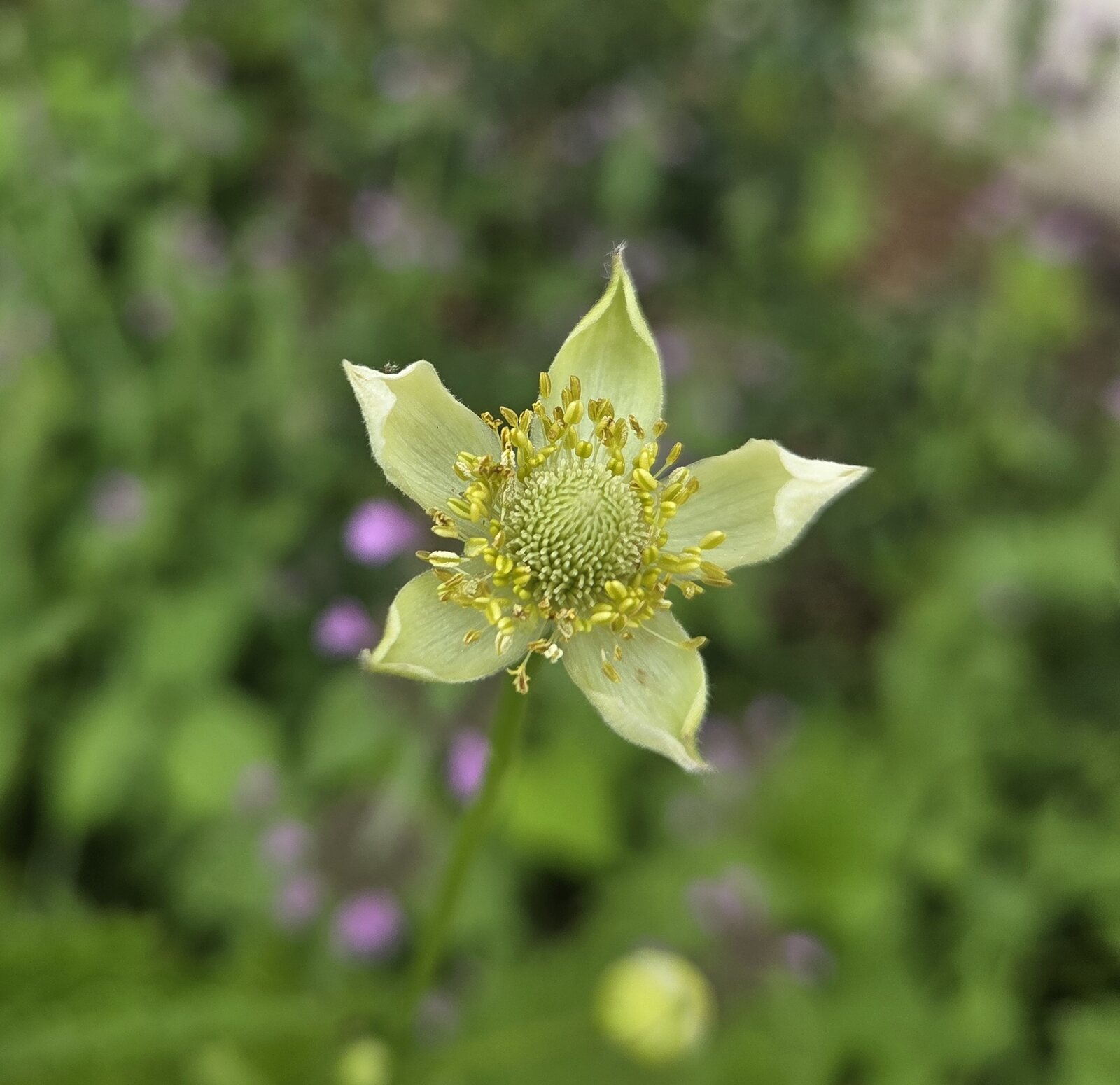 Virginia Anemone