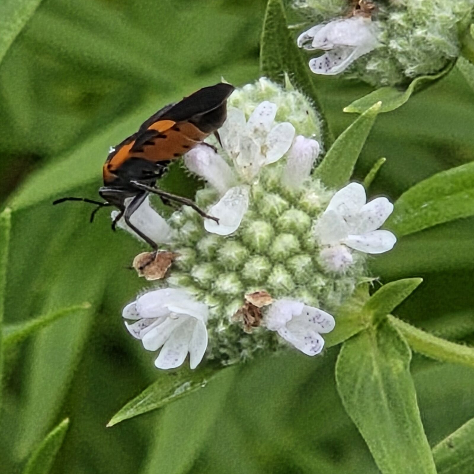 Virginia Mountain Mint