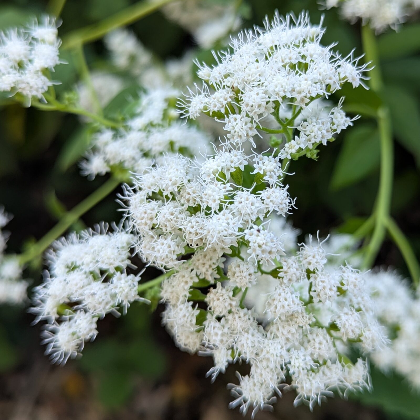 White Snakeroot