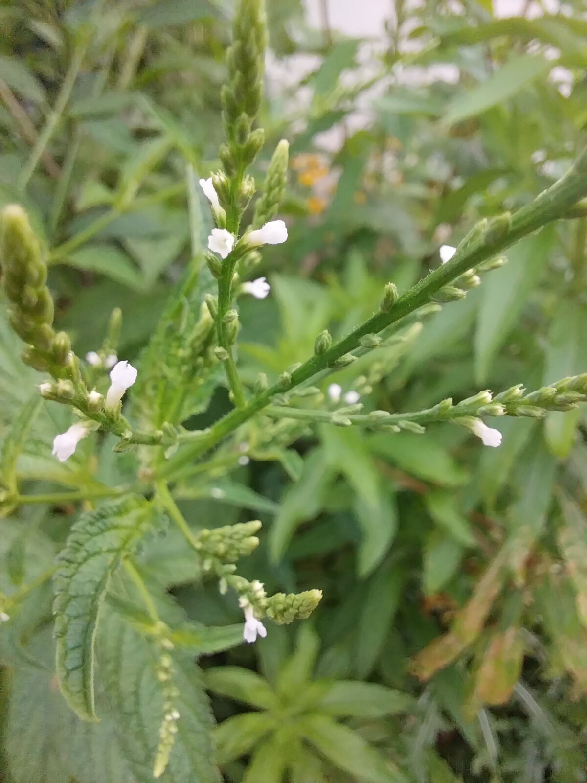 White Vervain