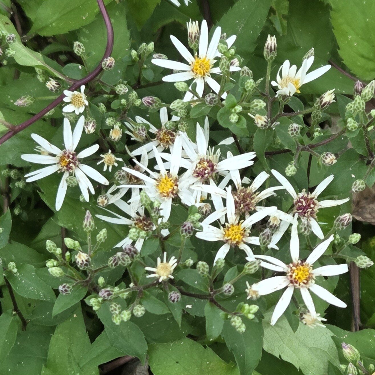 White Wood Aster
