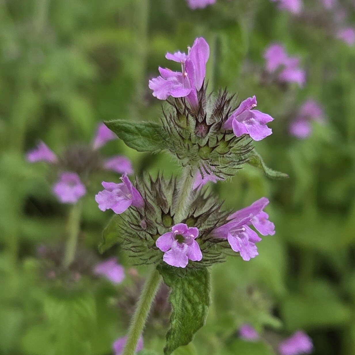 Wild Basil