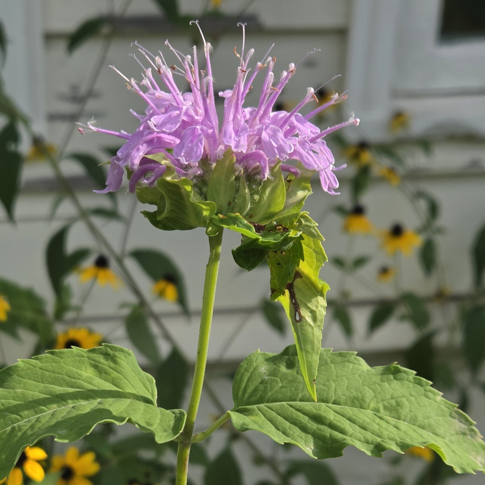 Wild Bergamot