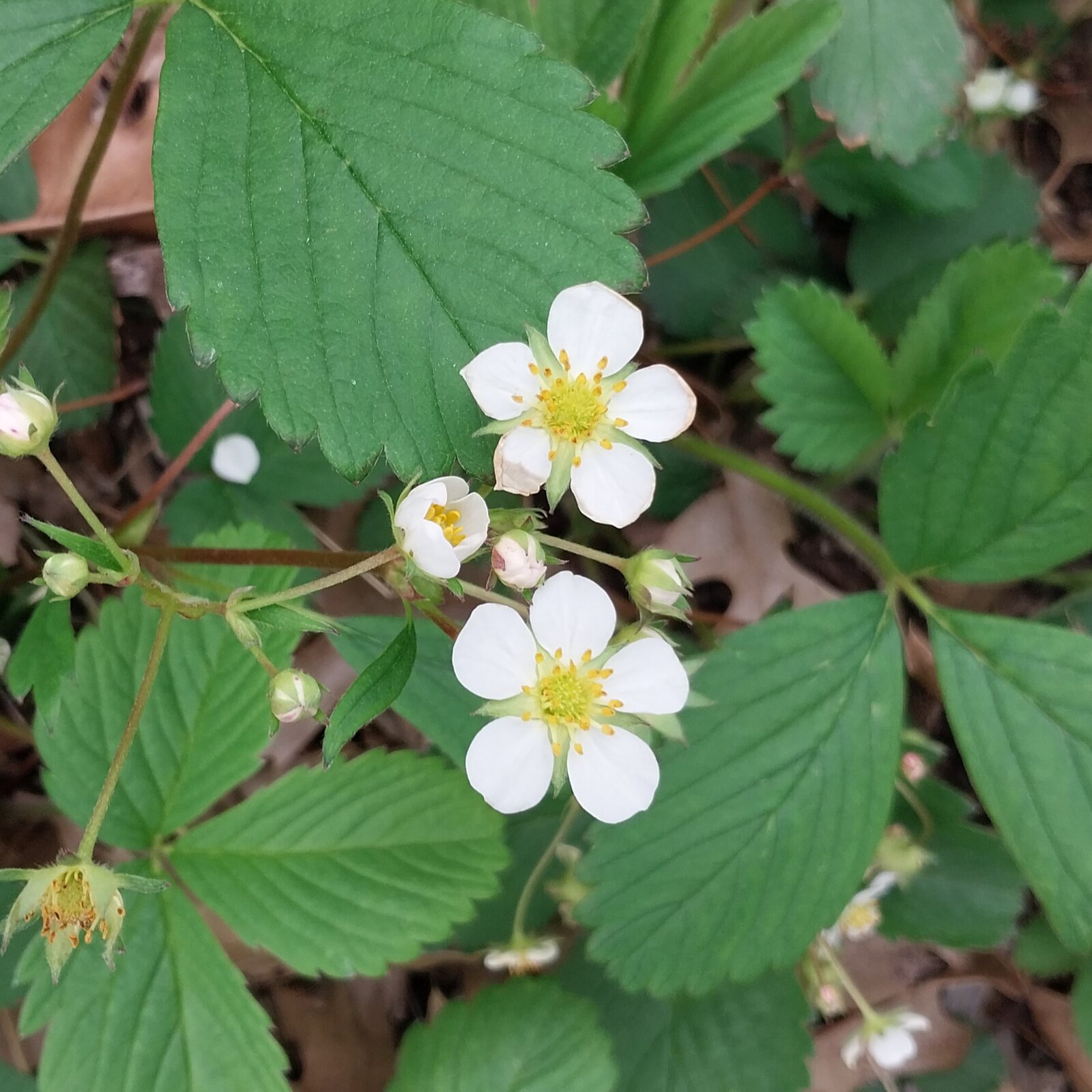Wild Strawberry