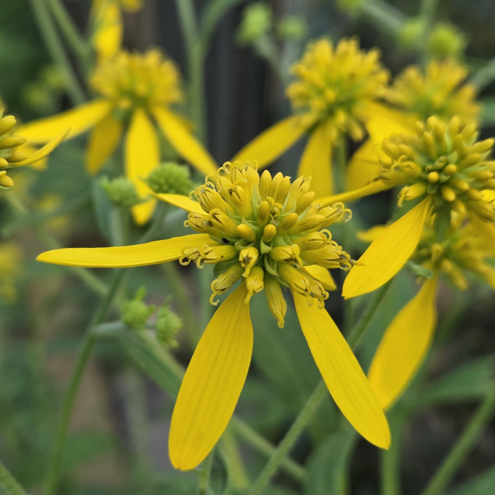 Wingstem