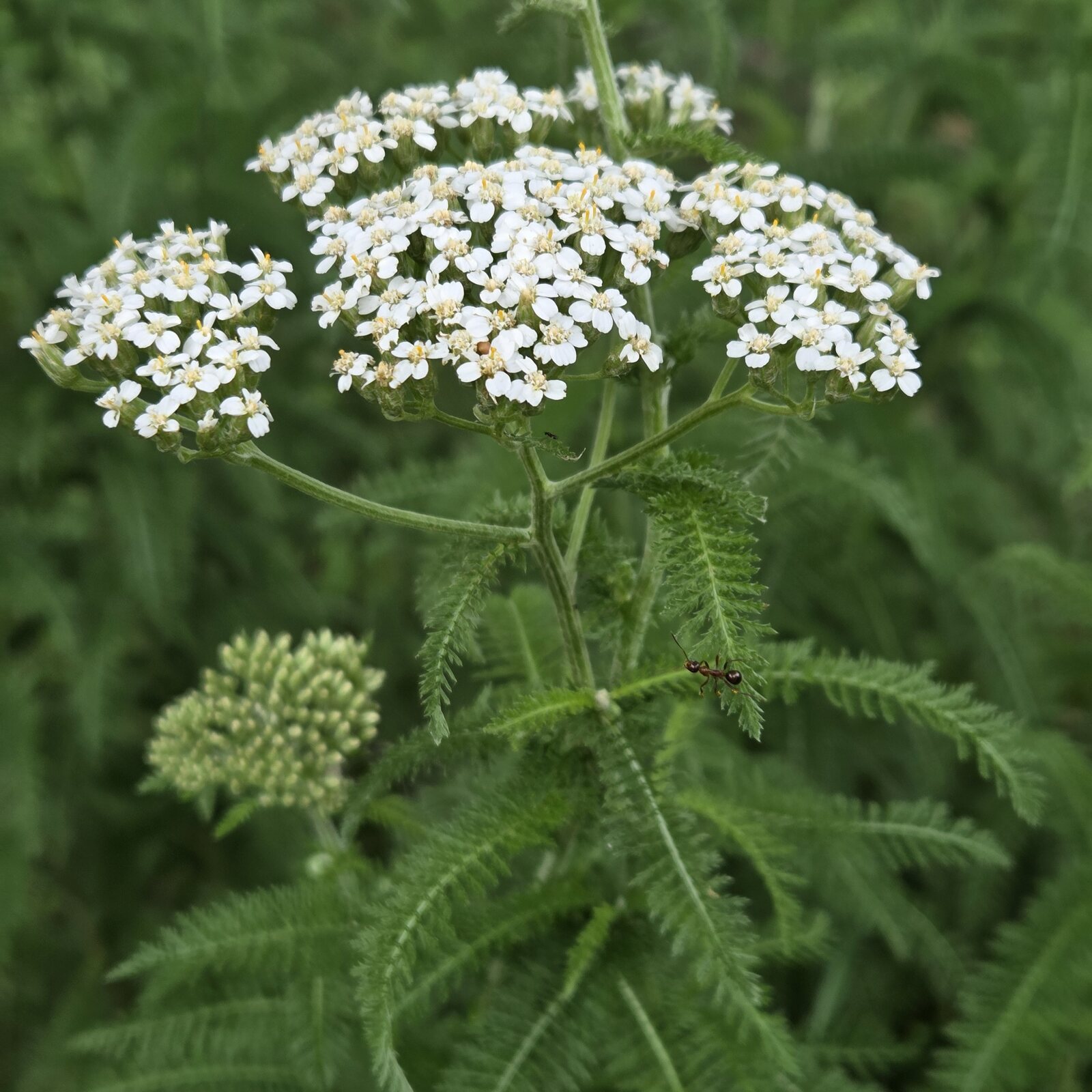 Yarrow