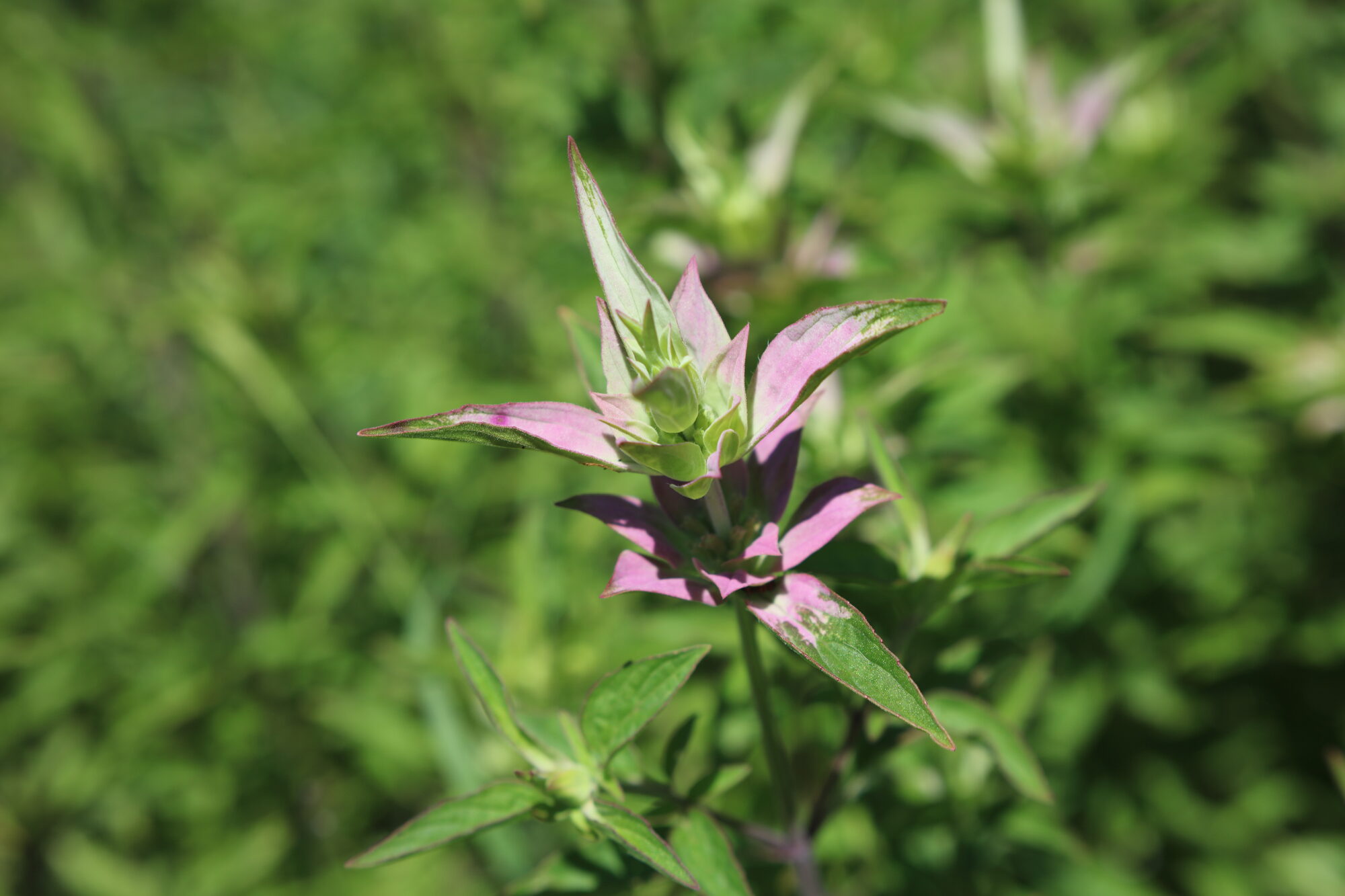 Spotted Beebalm