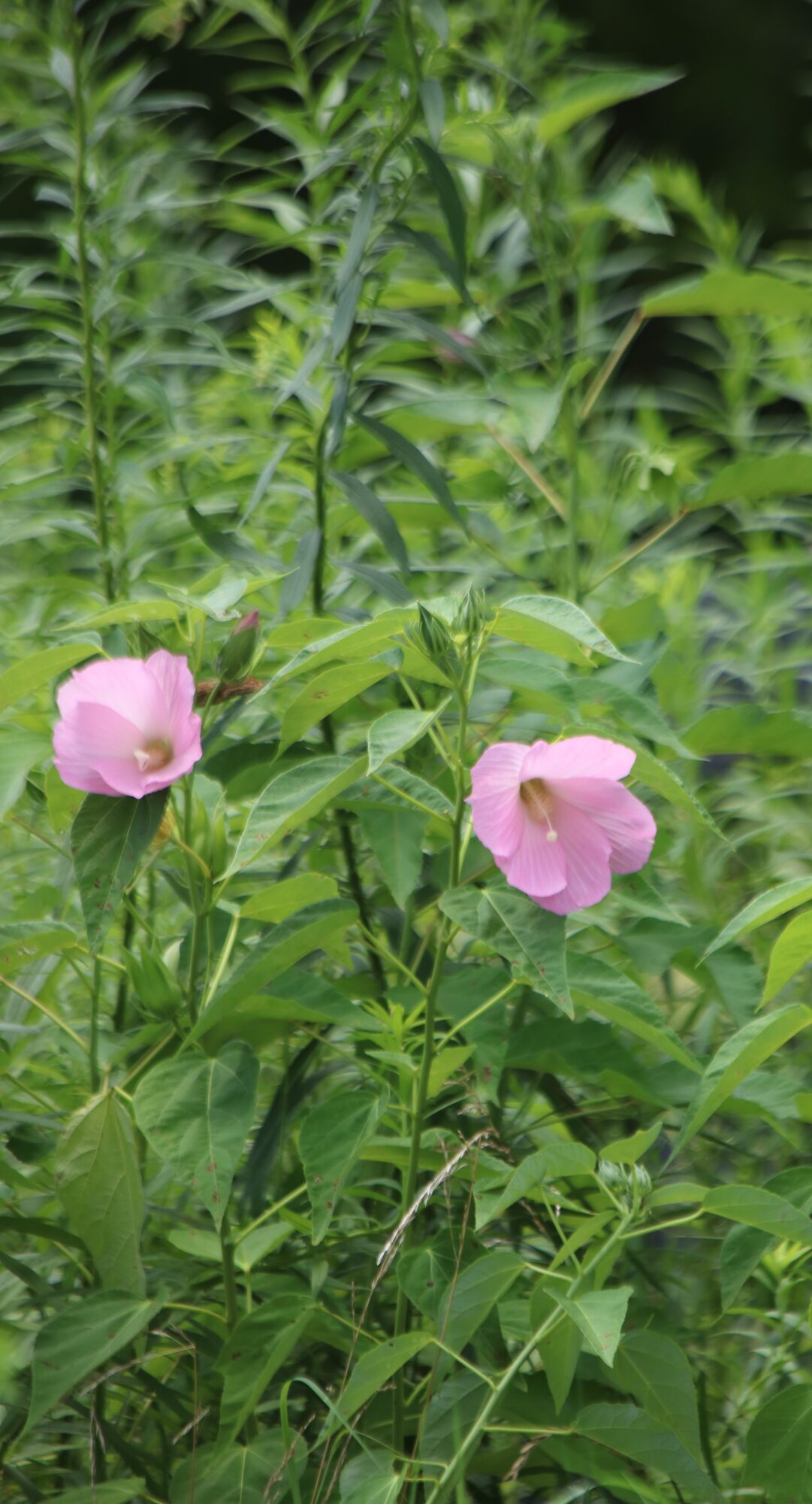 Swamp Rose Mallow