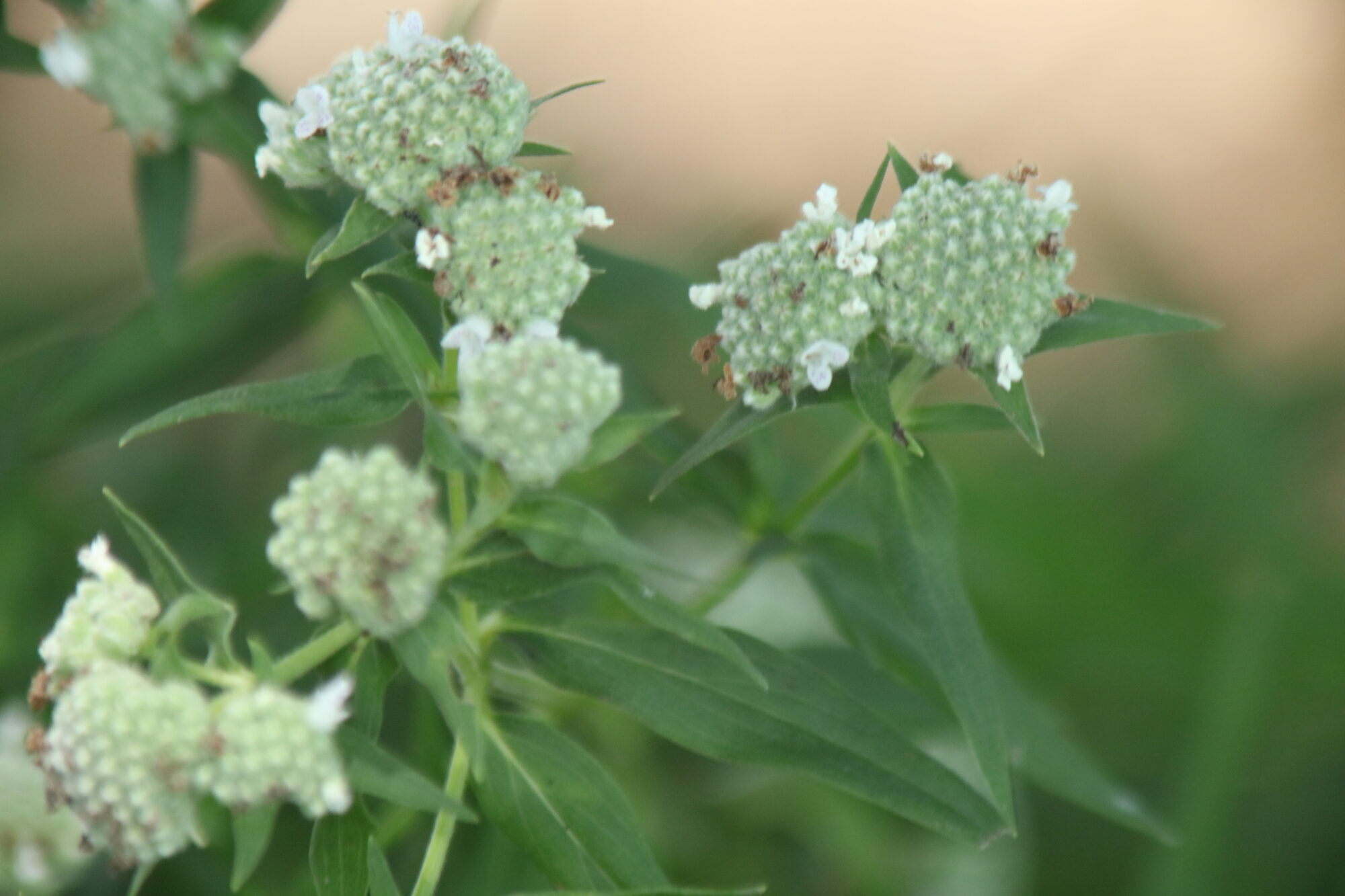 Virginia Mountain Mint