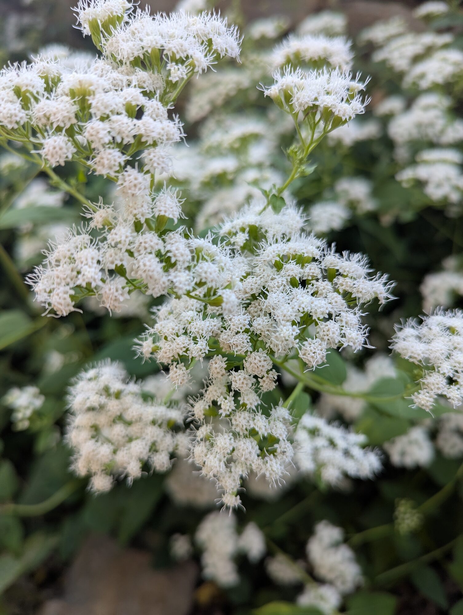 White Snakeroot