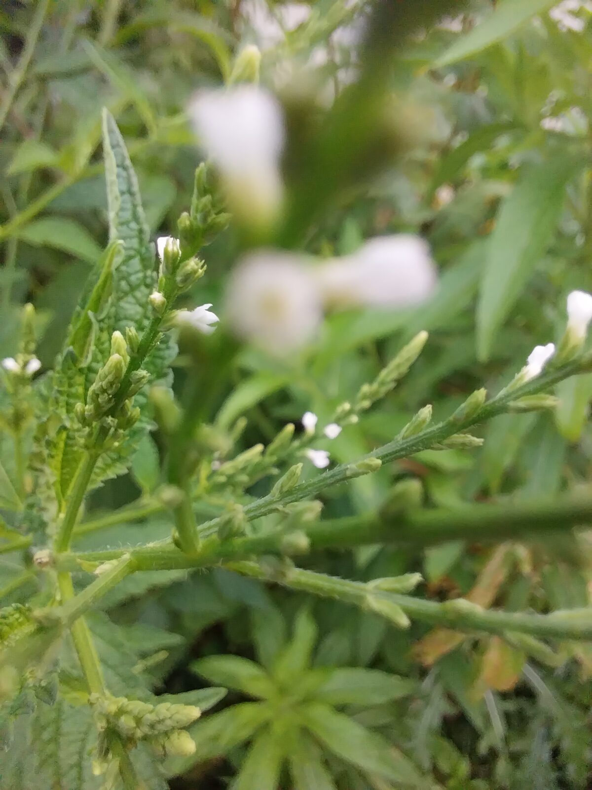 White Vervain