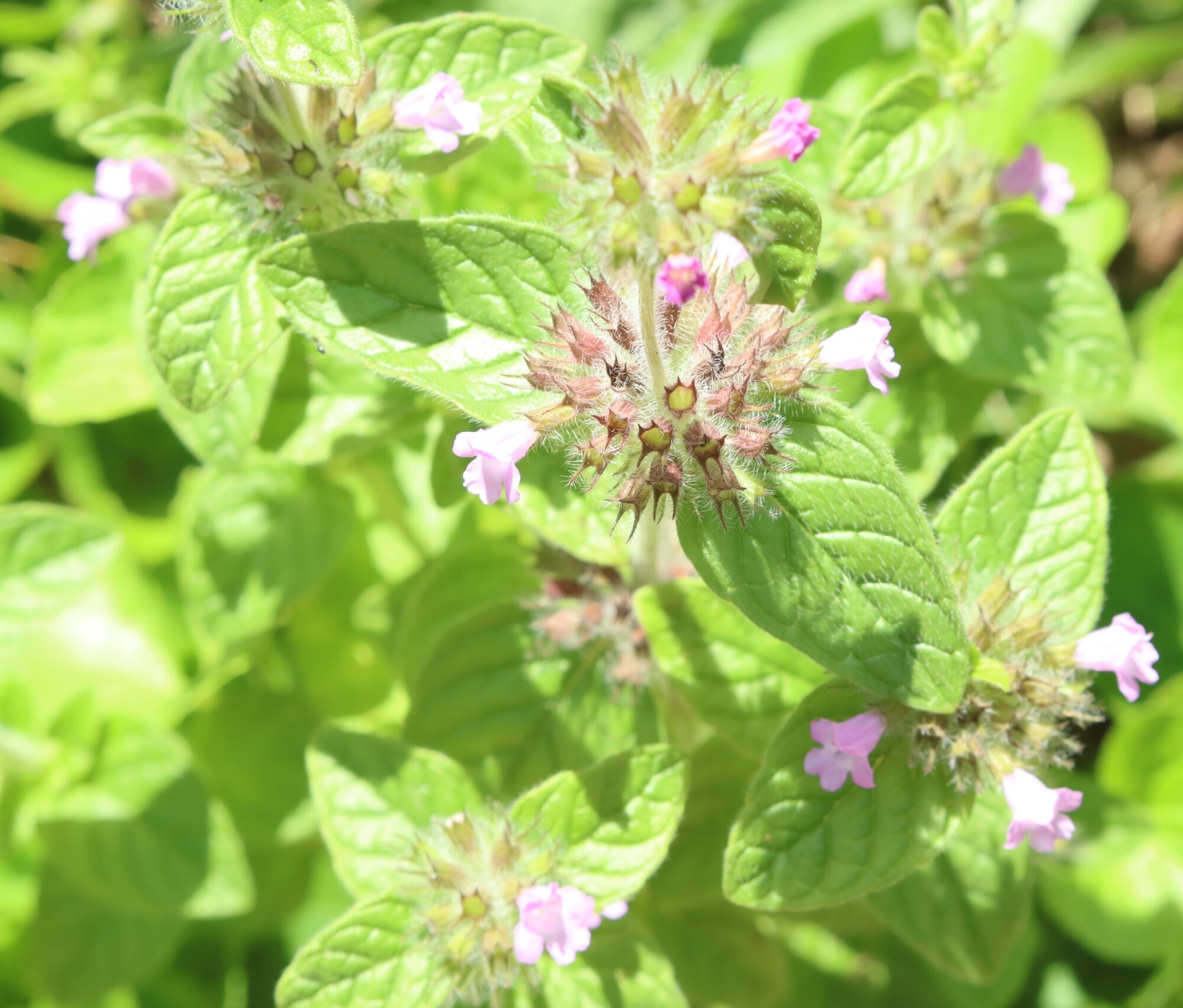 Wild Basil