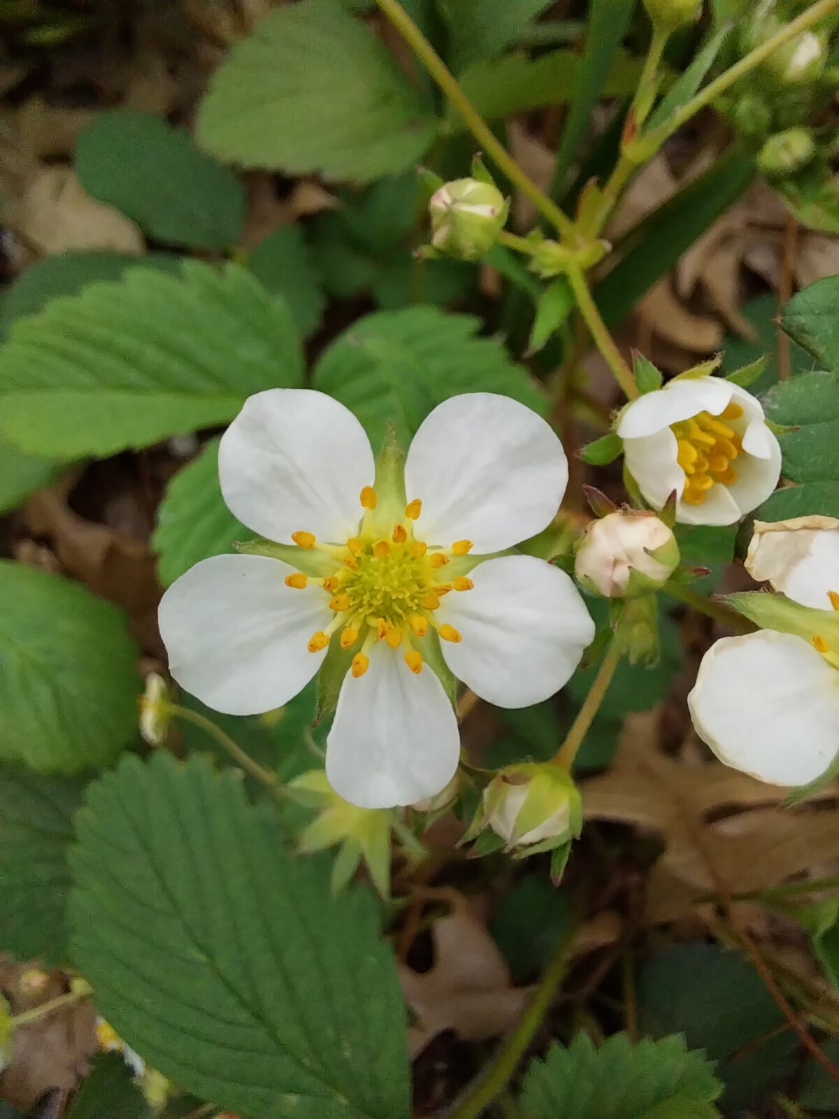 Wild Strawberry