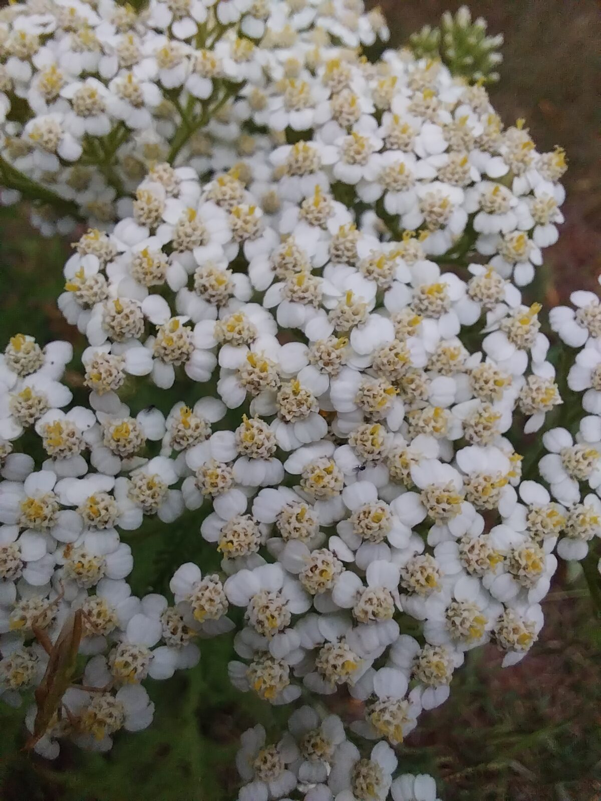 Yarrow
