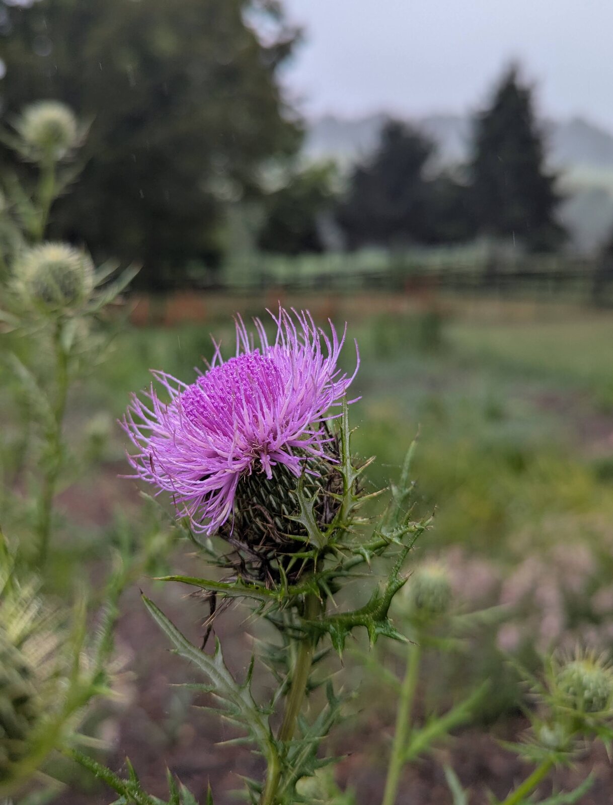 Stover Mill Farm