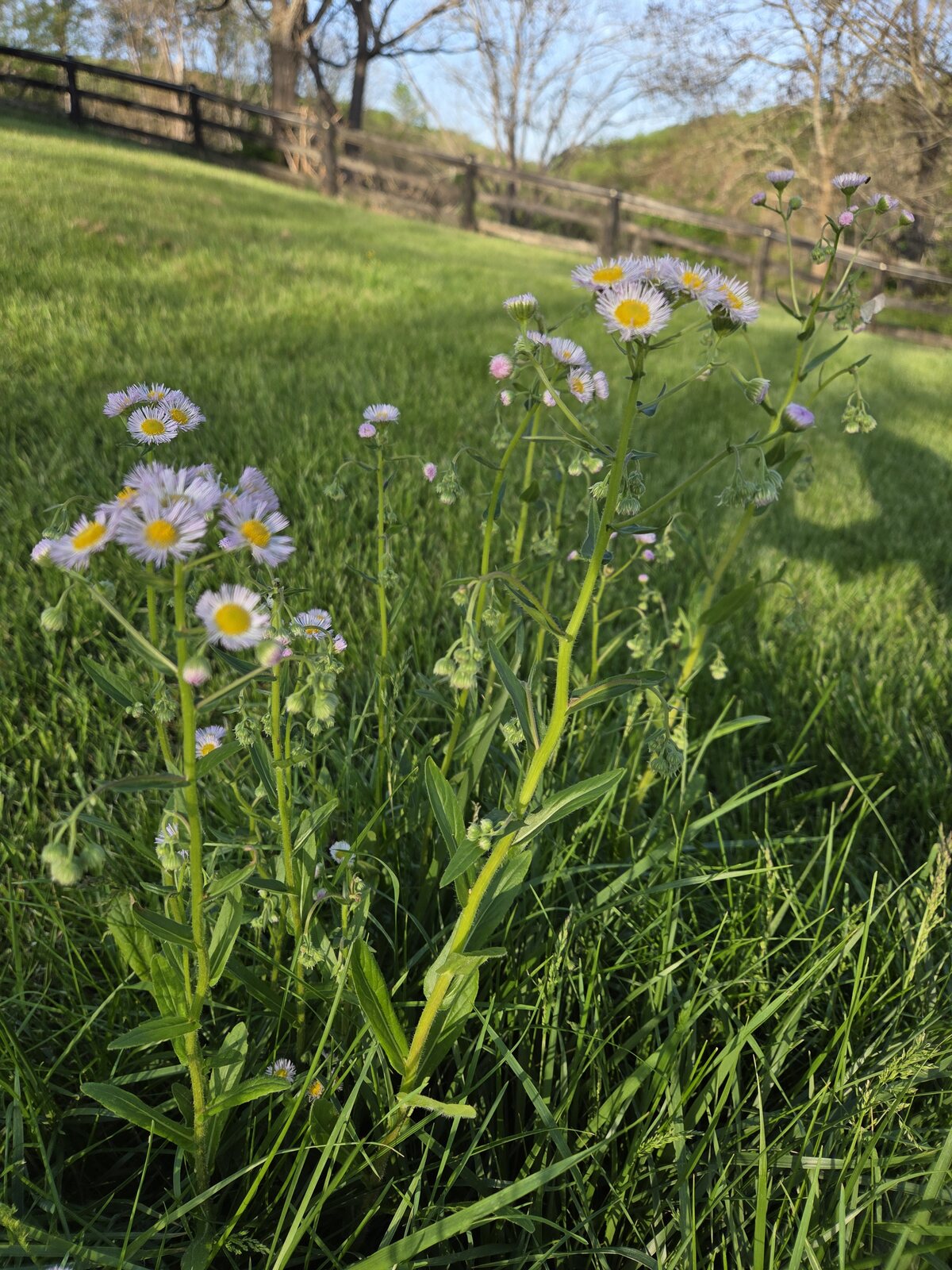 Stover Mill Farm