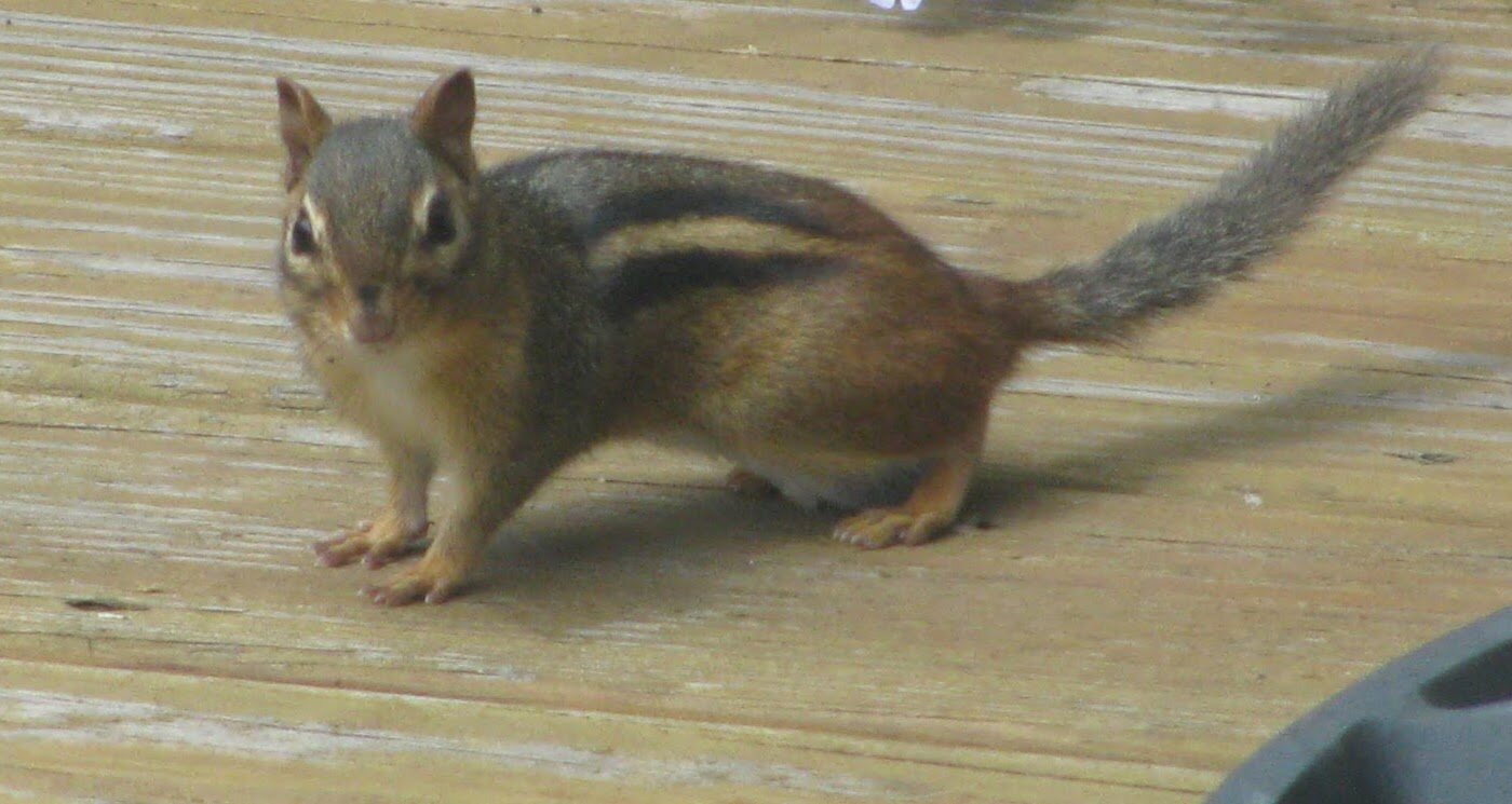 Stover Mill Farm