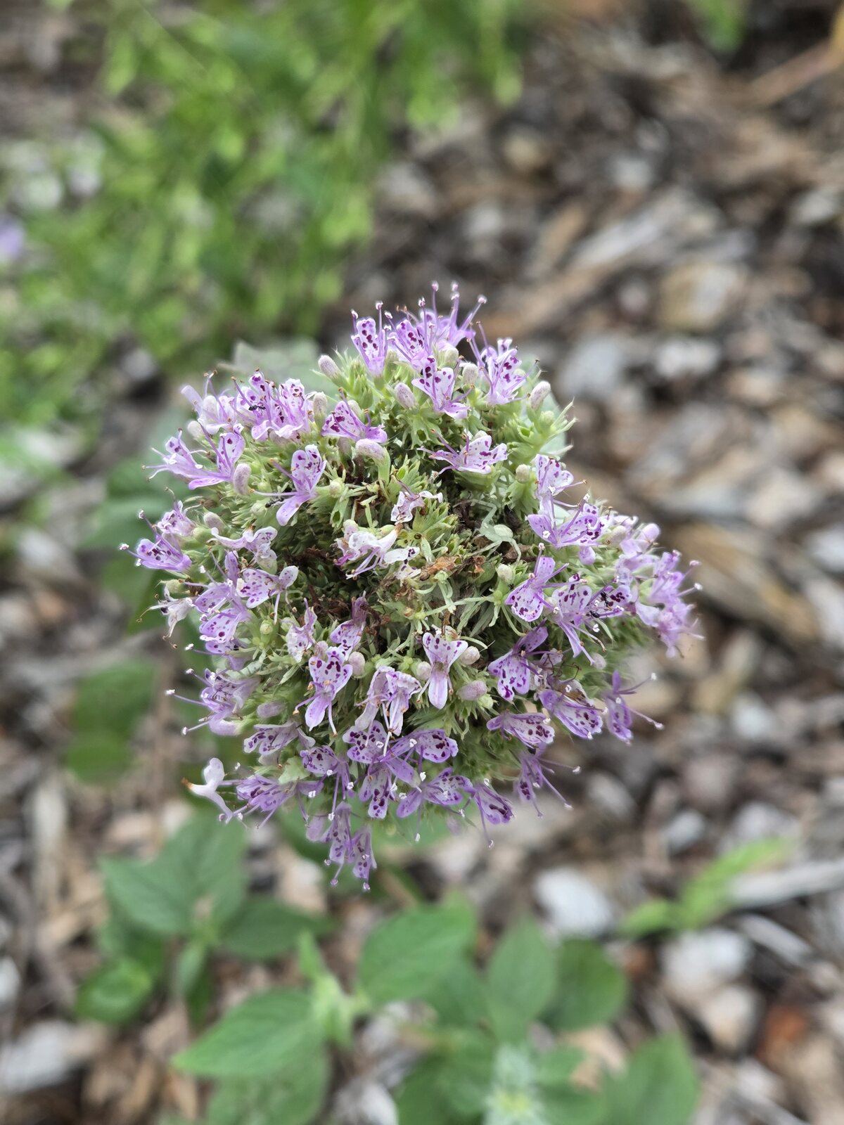 Hoary Mountain Mint