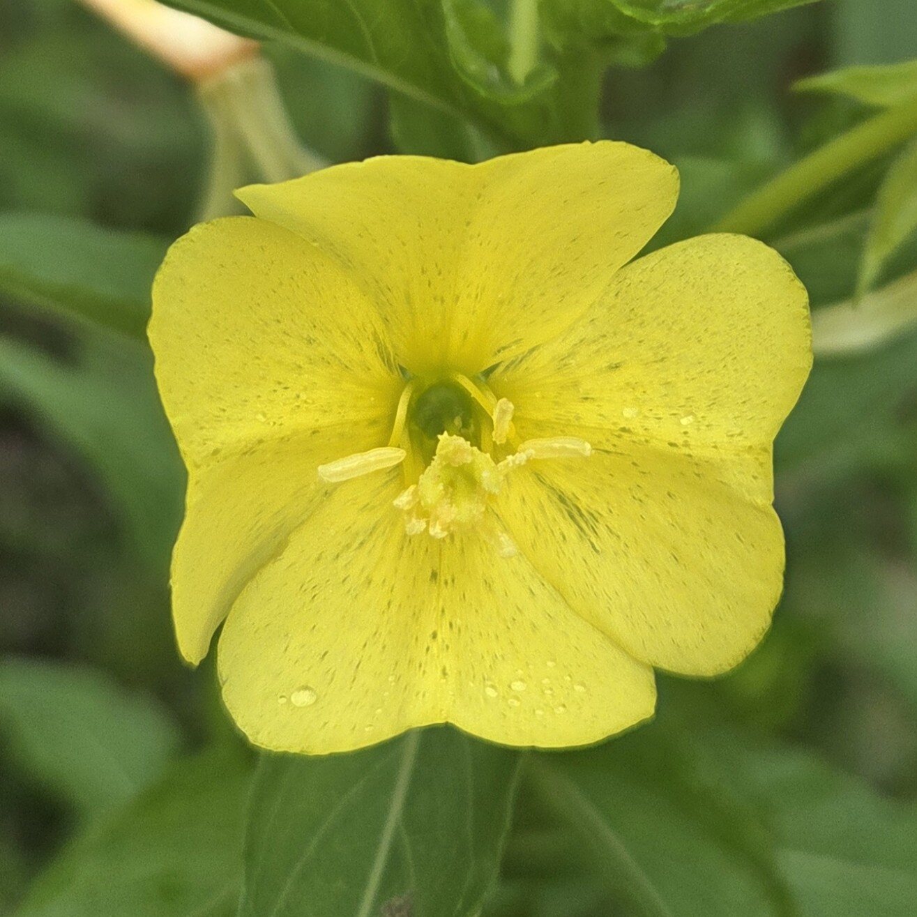 Evening Primrose